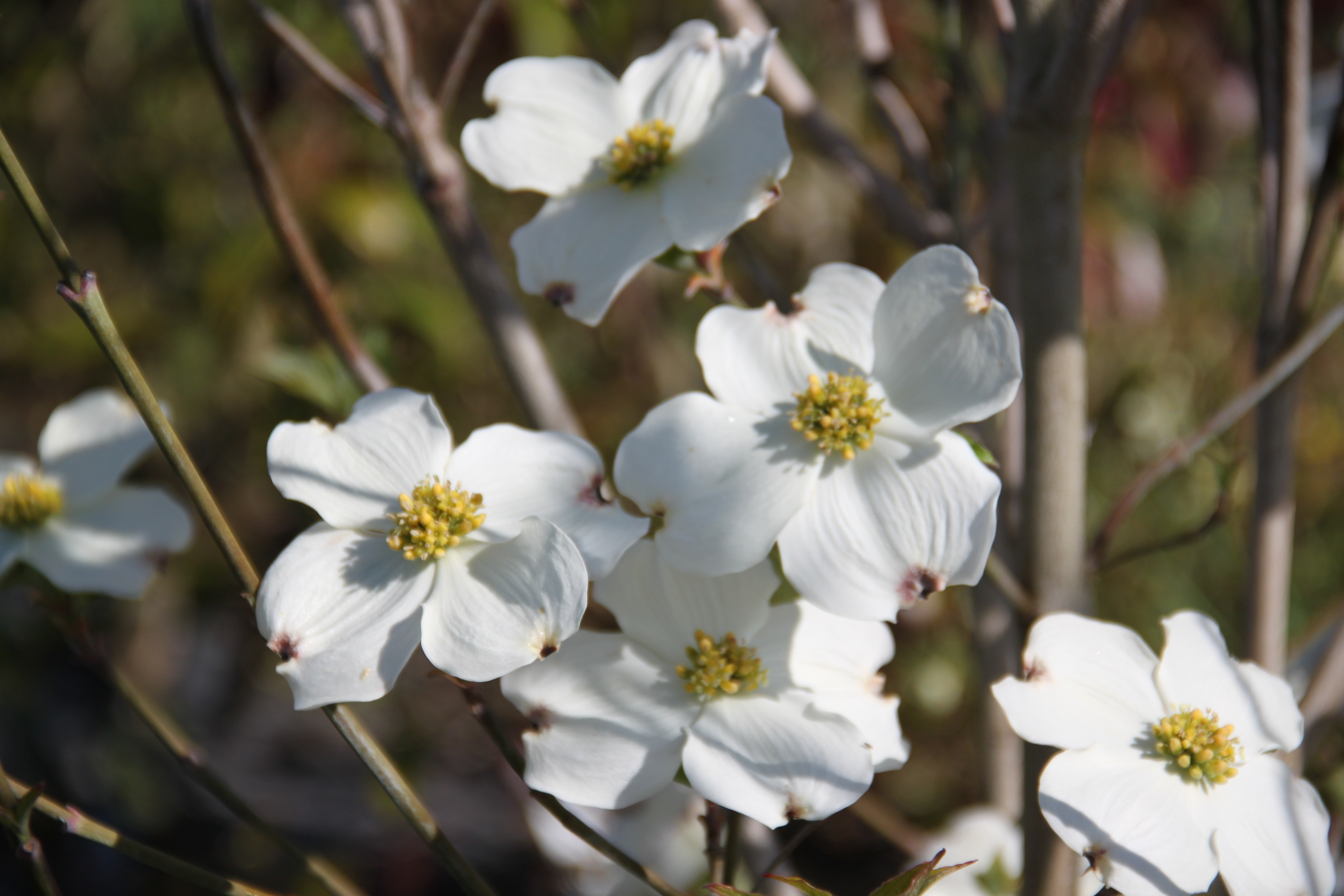 Cornus florida Cherokee Princess Cornus florida Cherokee Princess