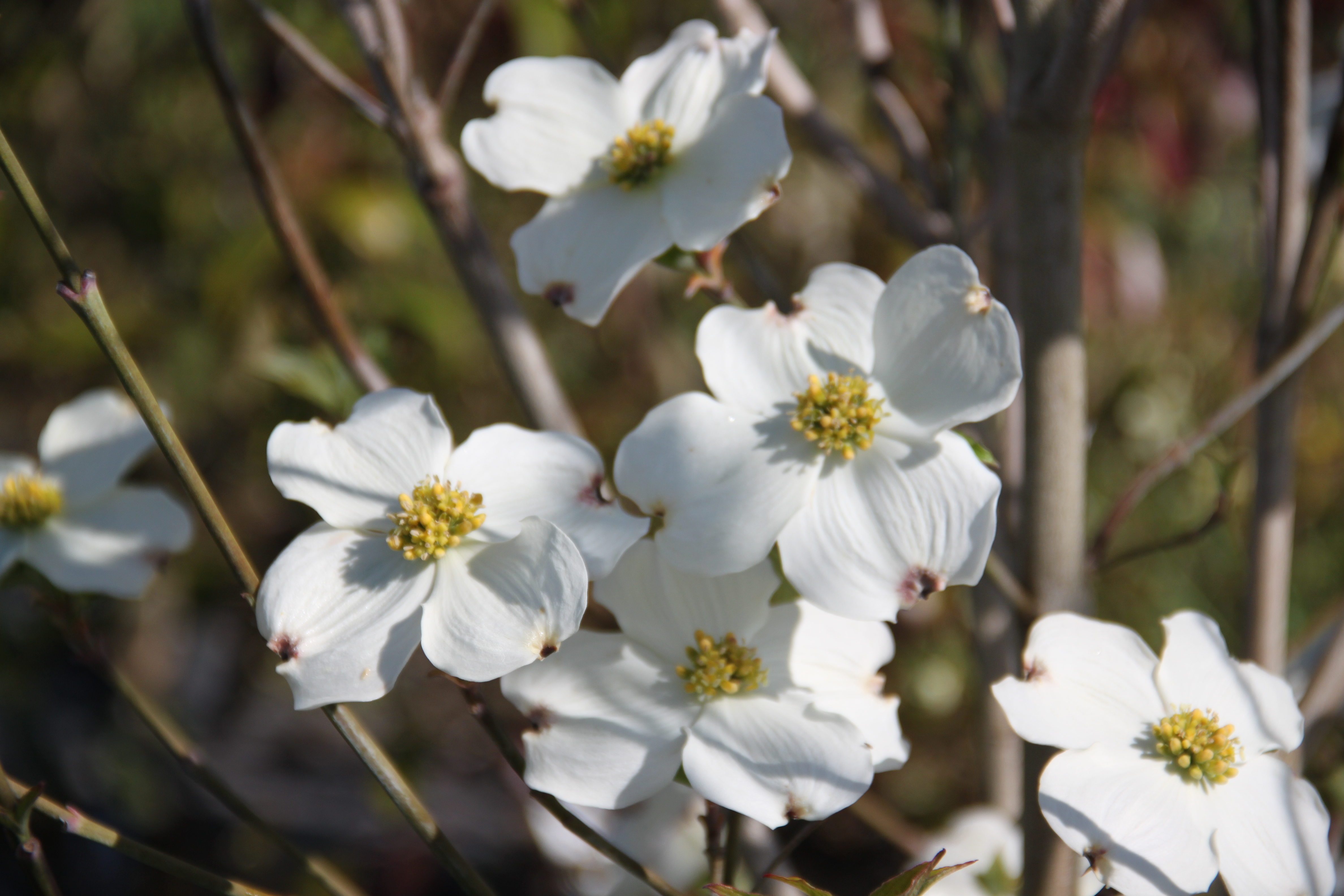 Cornus florida Cherokee Princess