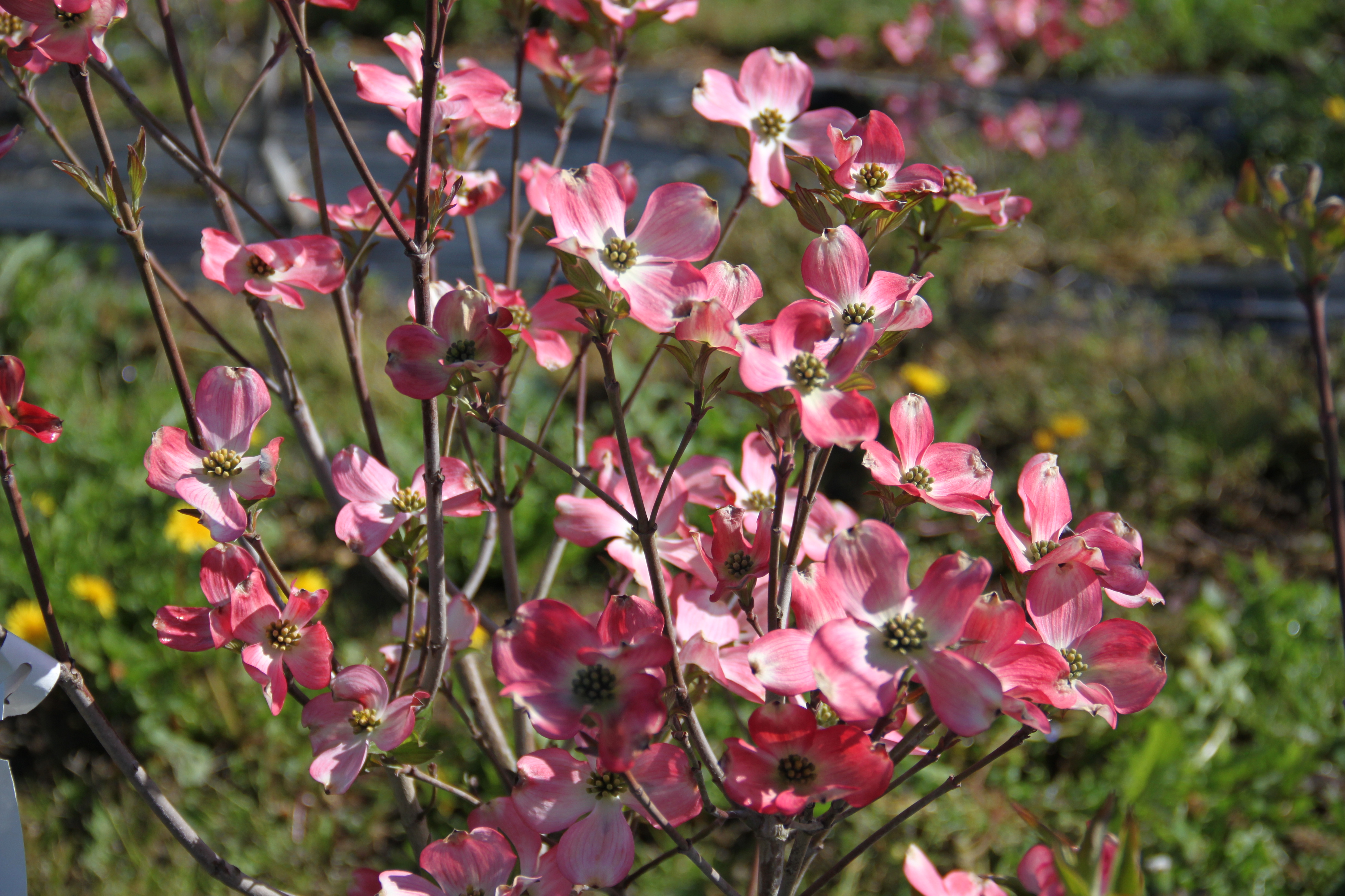 Cornus florida Rubra