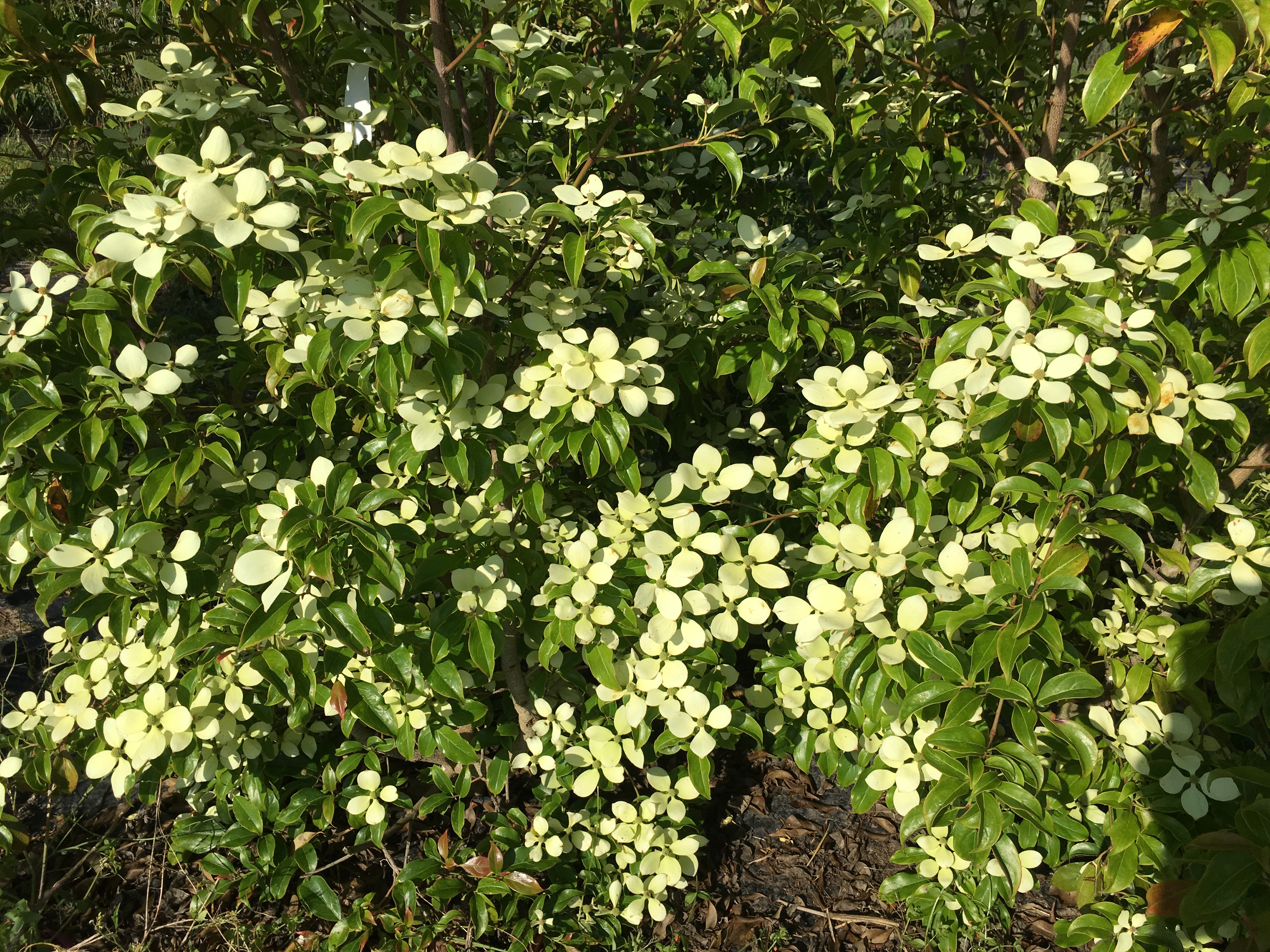 Cornus Hongkongensis