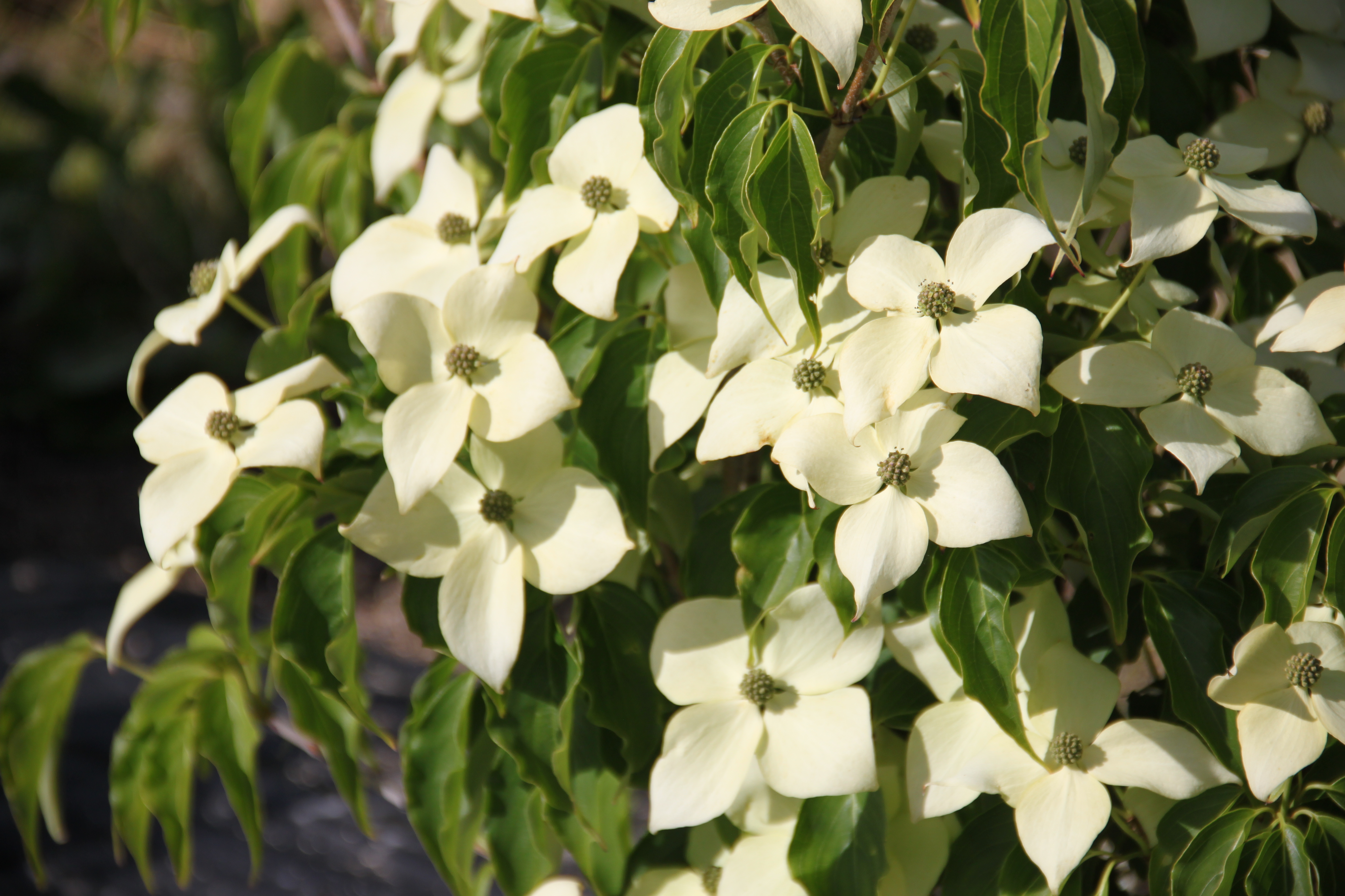 Cornus kousa Big Apple