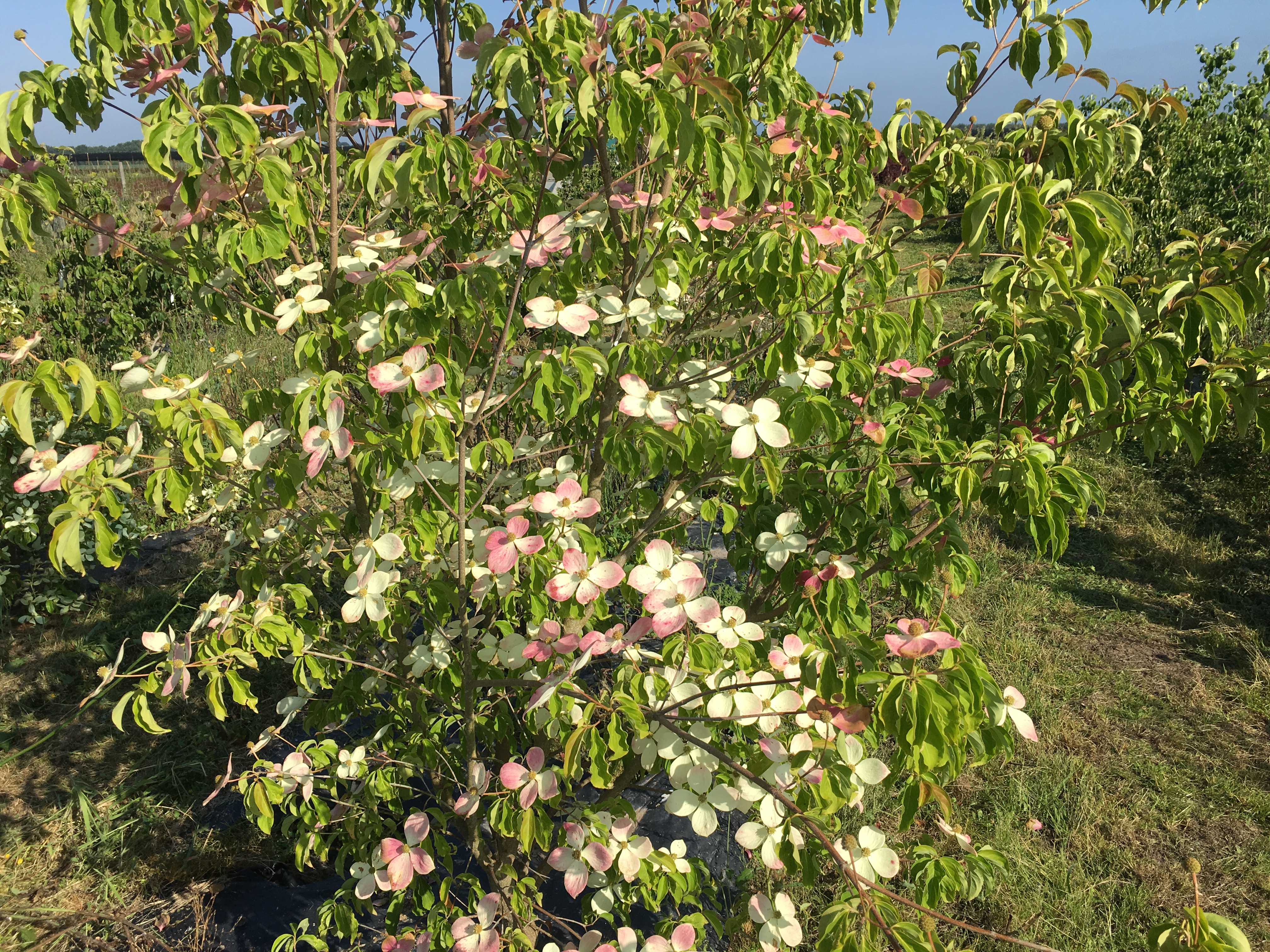 Cornus kousa Copacabana Cornus kousa Copacabana