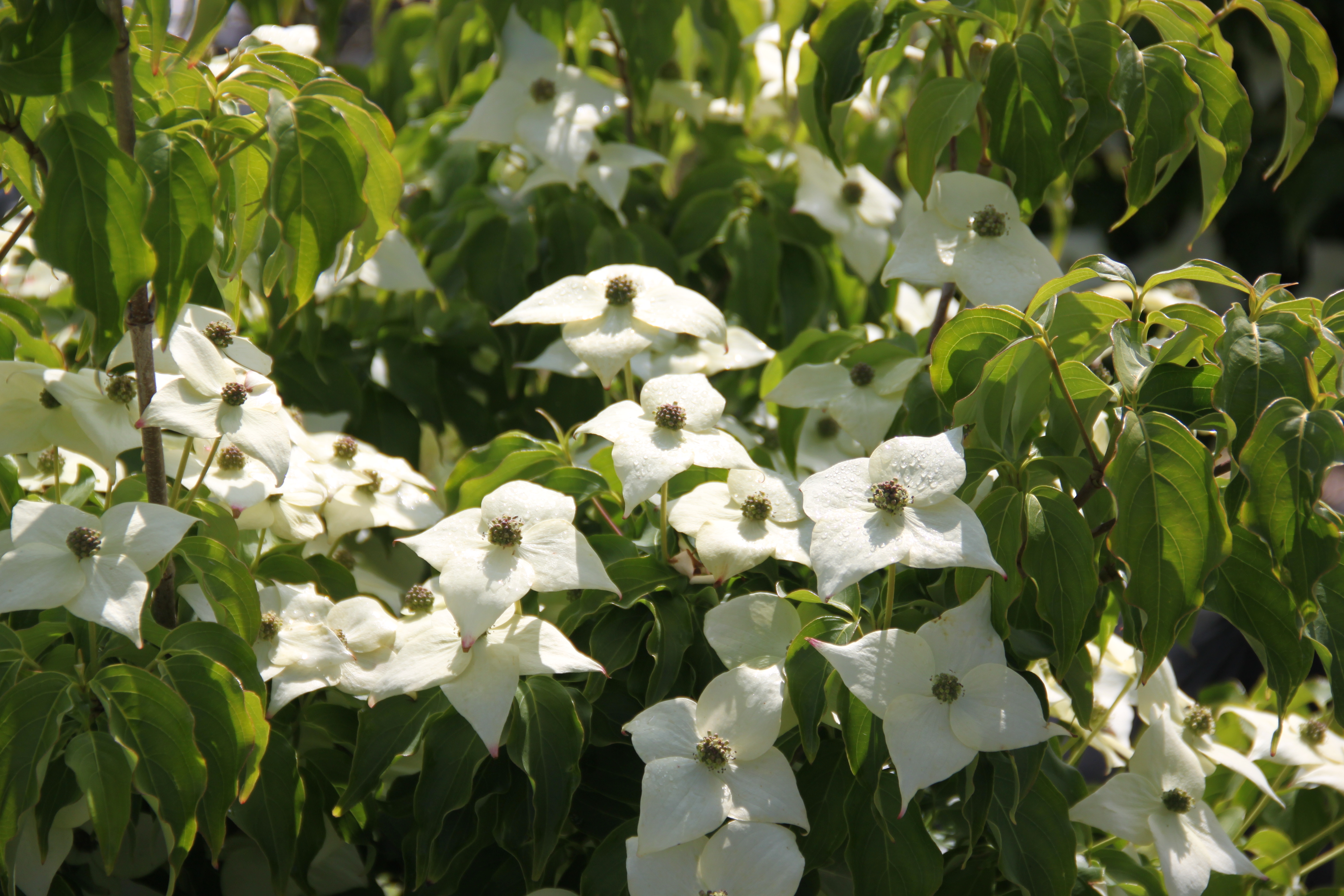 Cornus kousa Milky Way