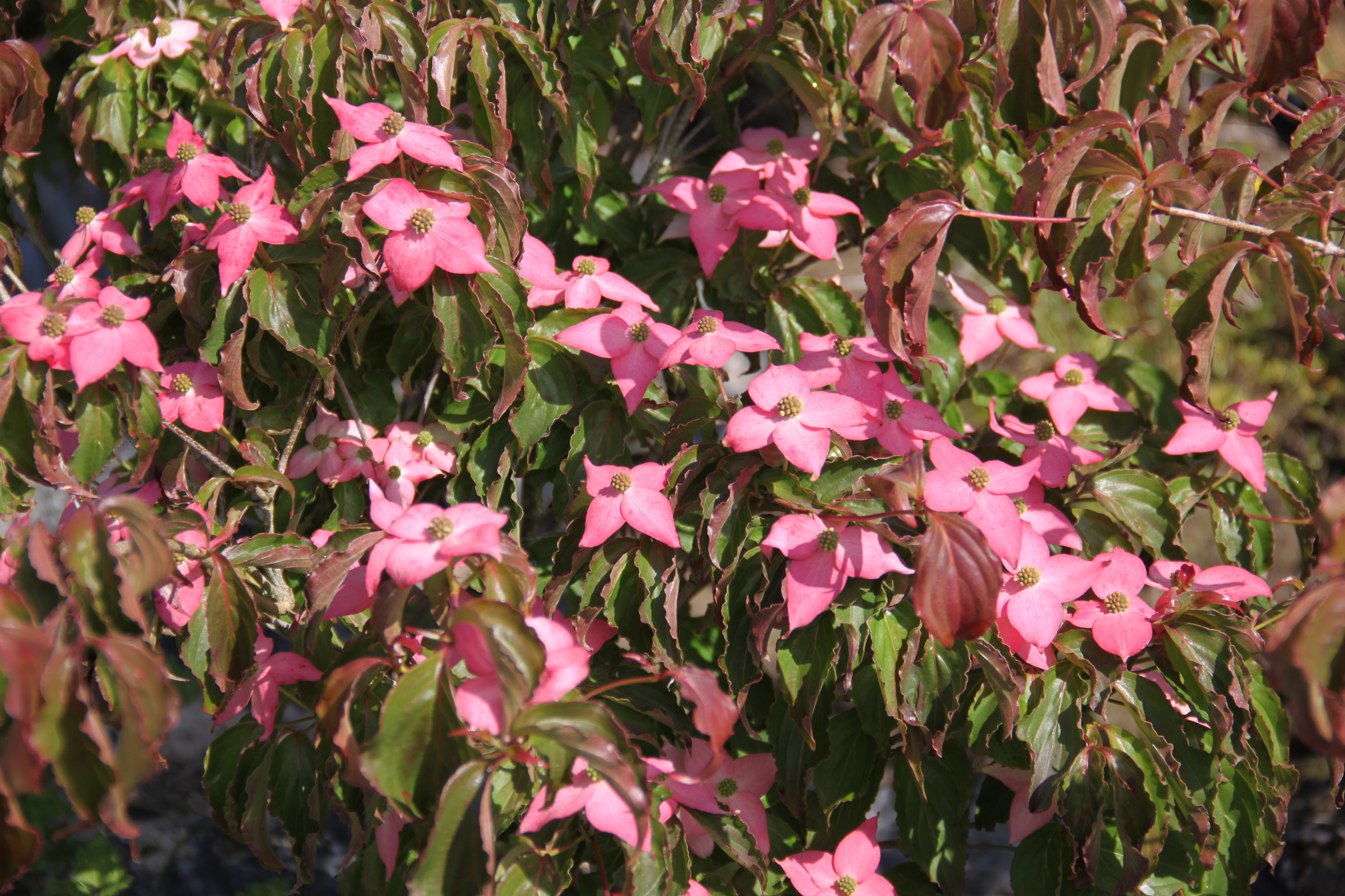 Cornus kousa Mont Fuji Cornus kousa Mont Fuji