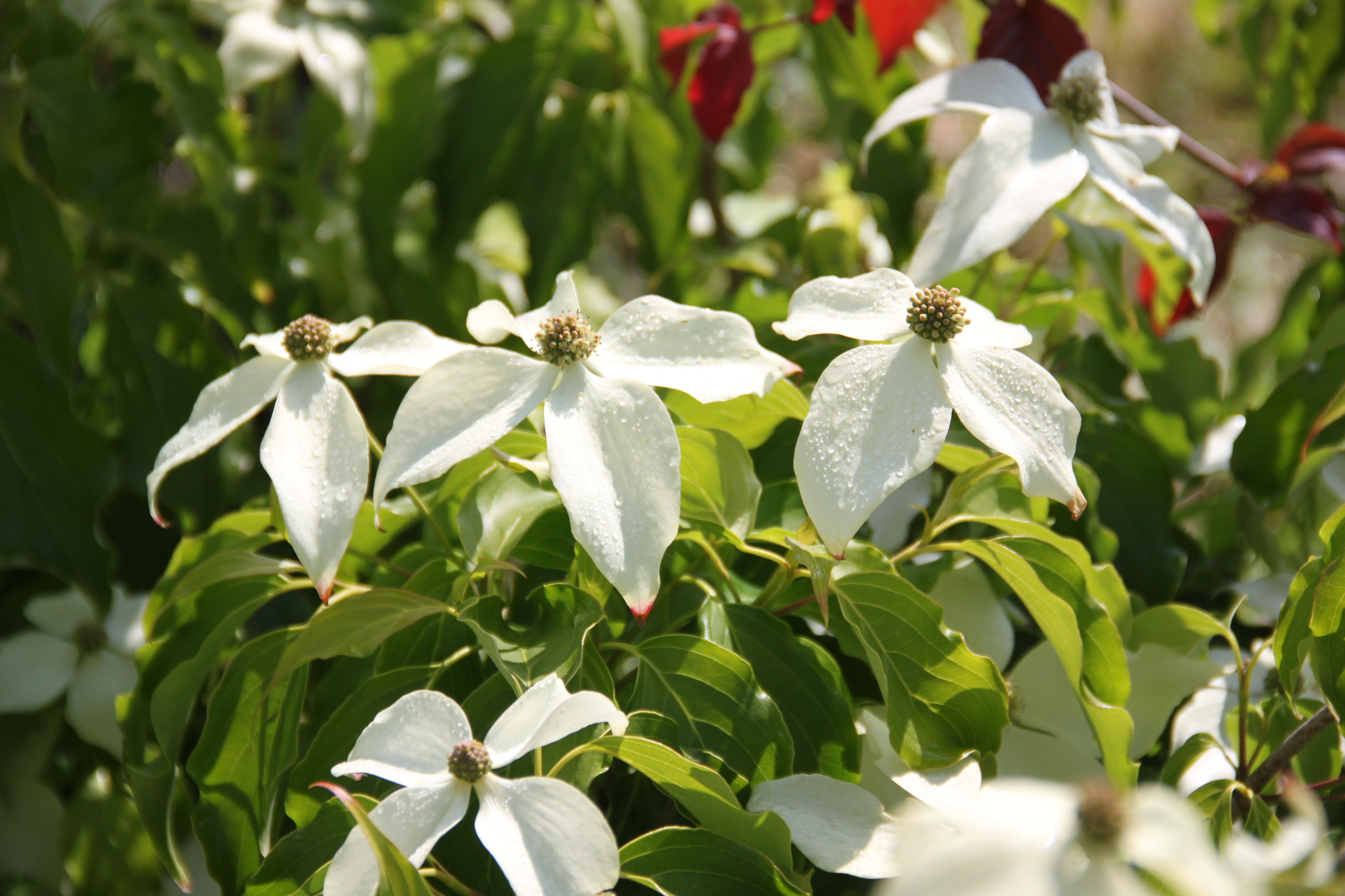 Cornus kousa Nicole