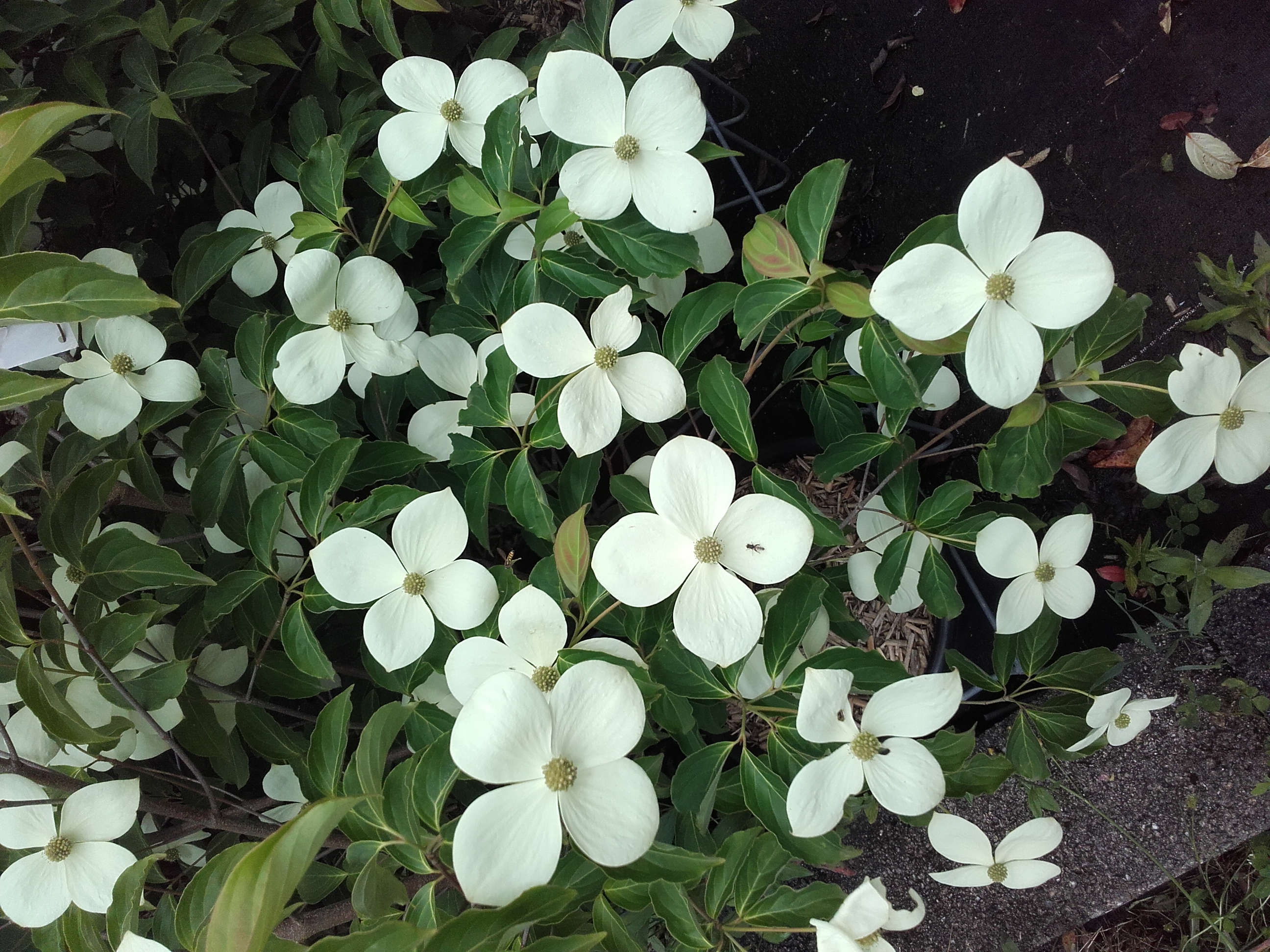 Cornus kousa Norman Hadden