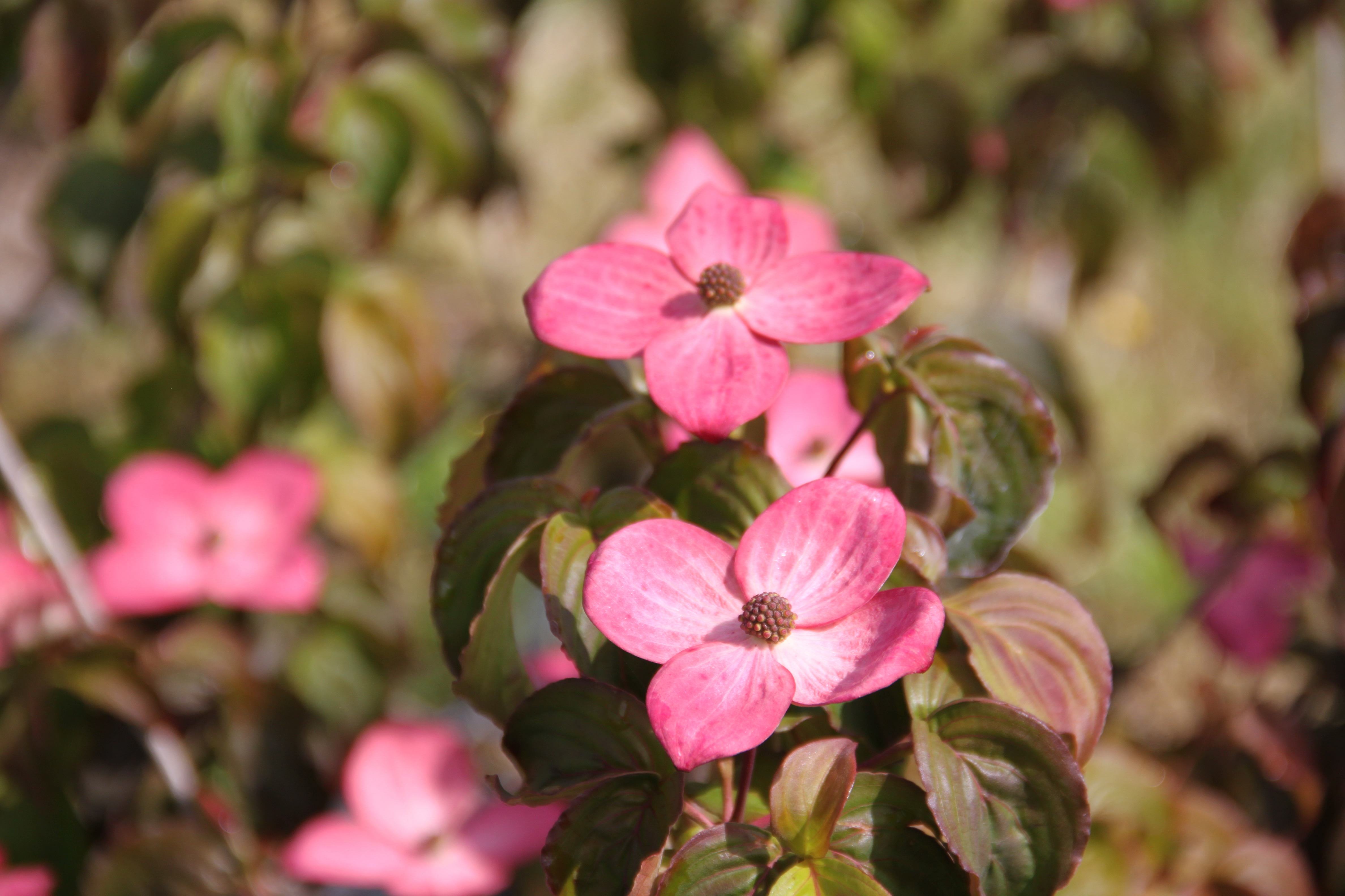 Cornus kousa Satomi