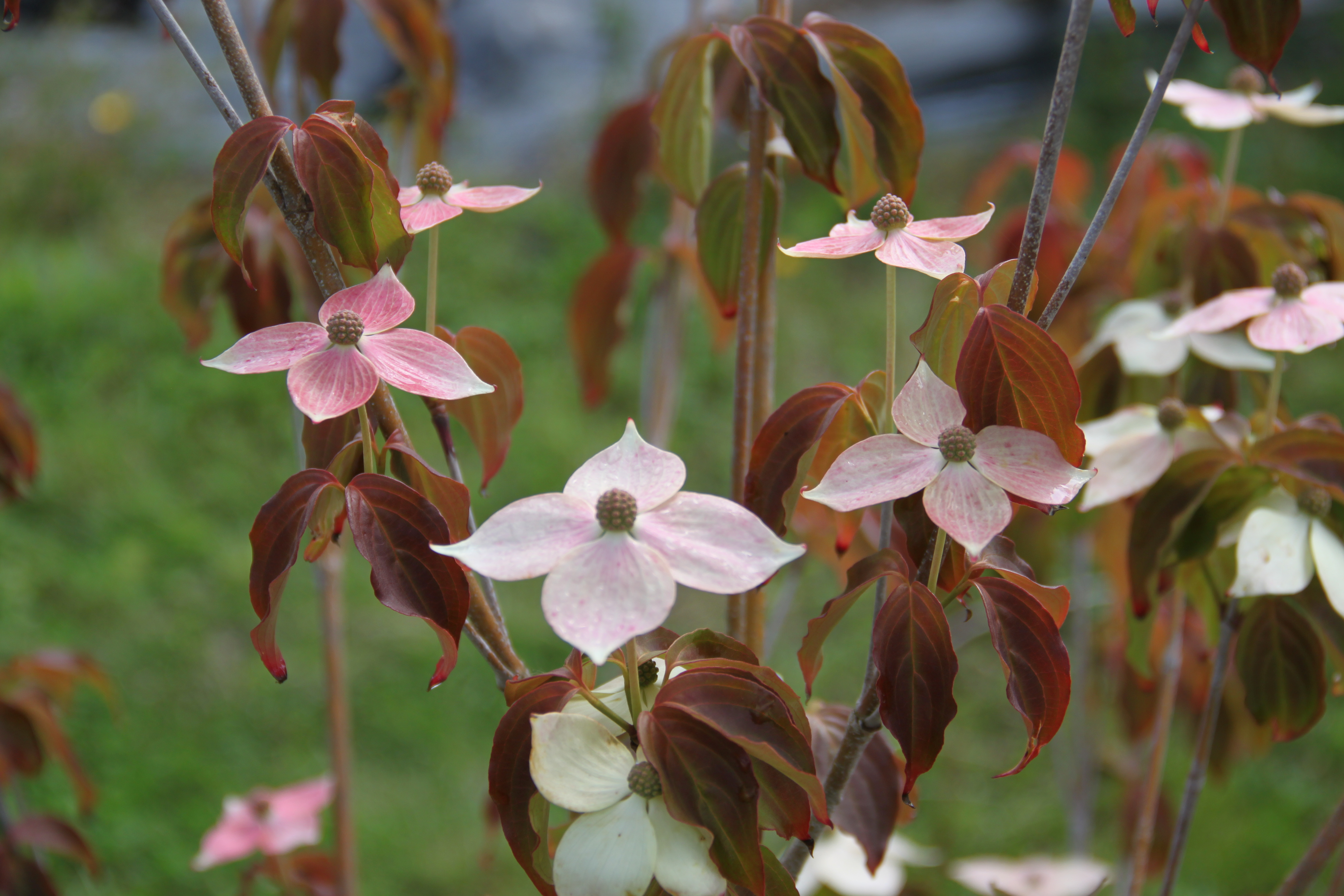 Cornus kousa Teutonia