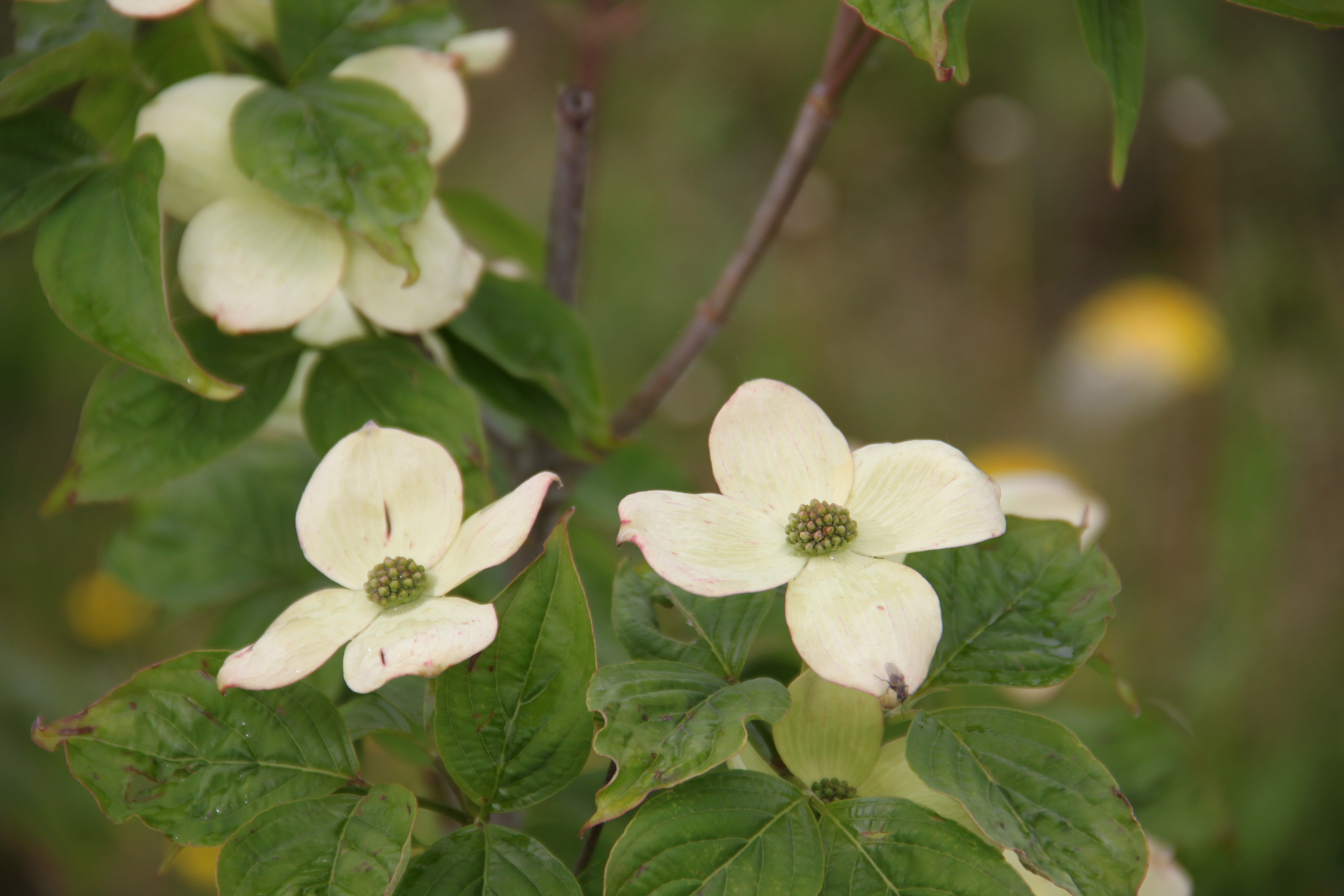 Cornus rutgersensis Aurora