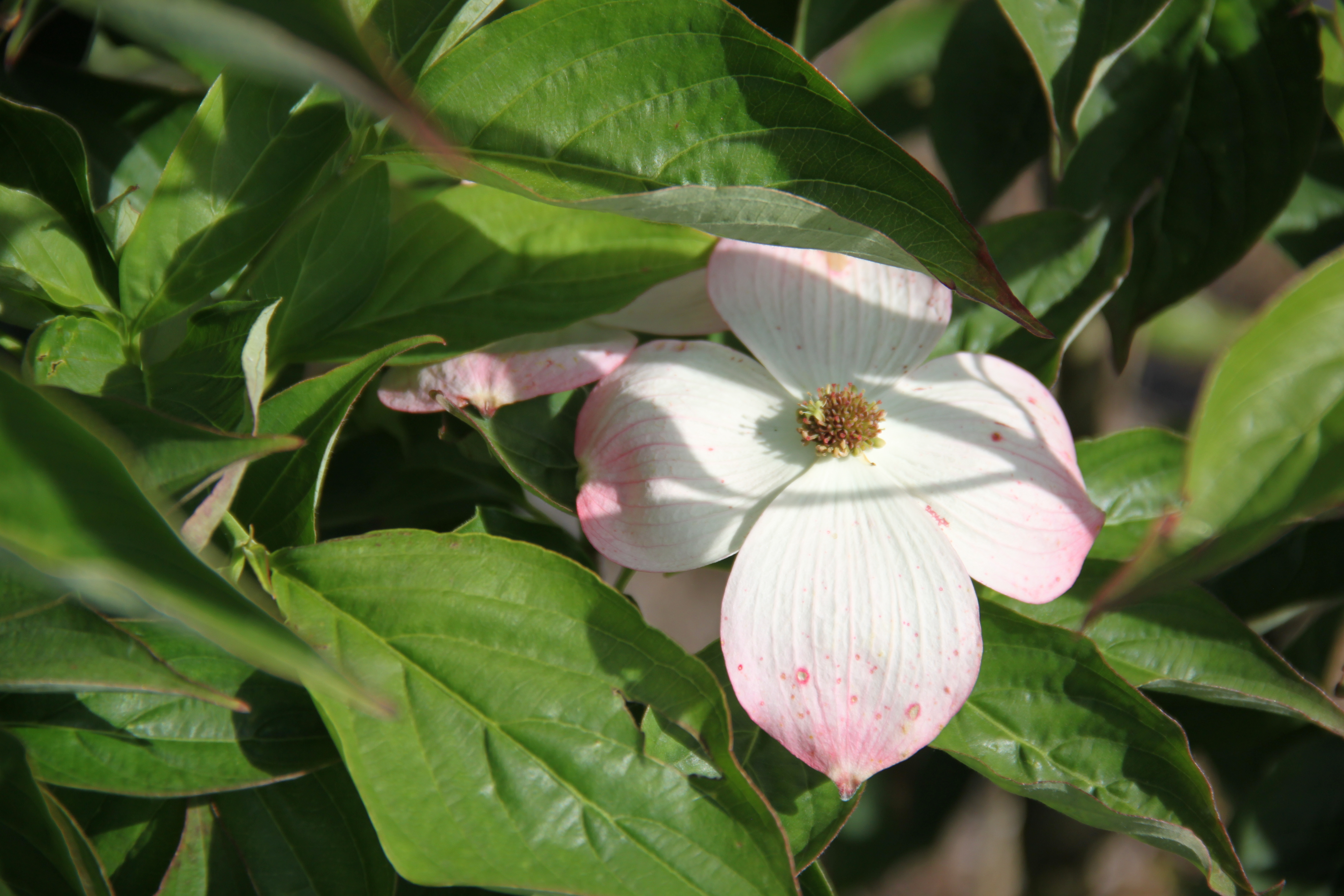 Cornus rutgersensis Stellar Pink Cornus rutgersensis Stellar Pink