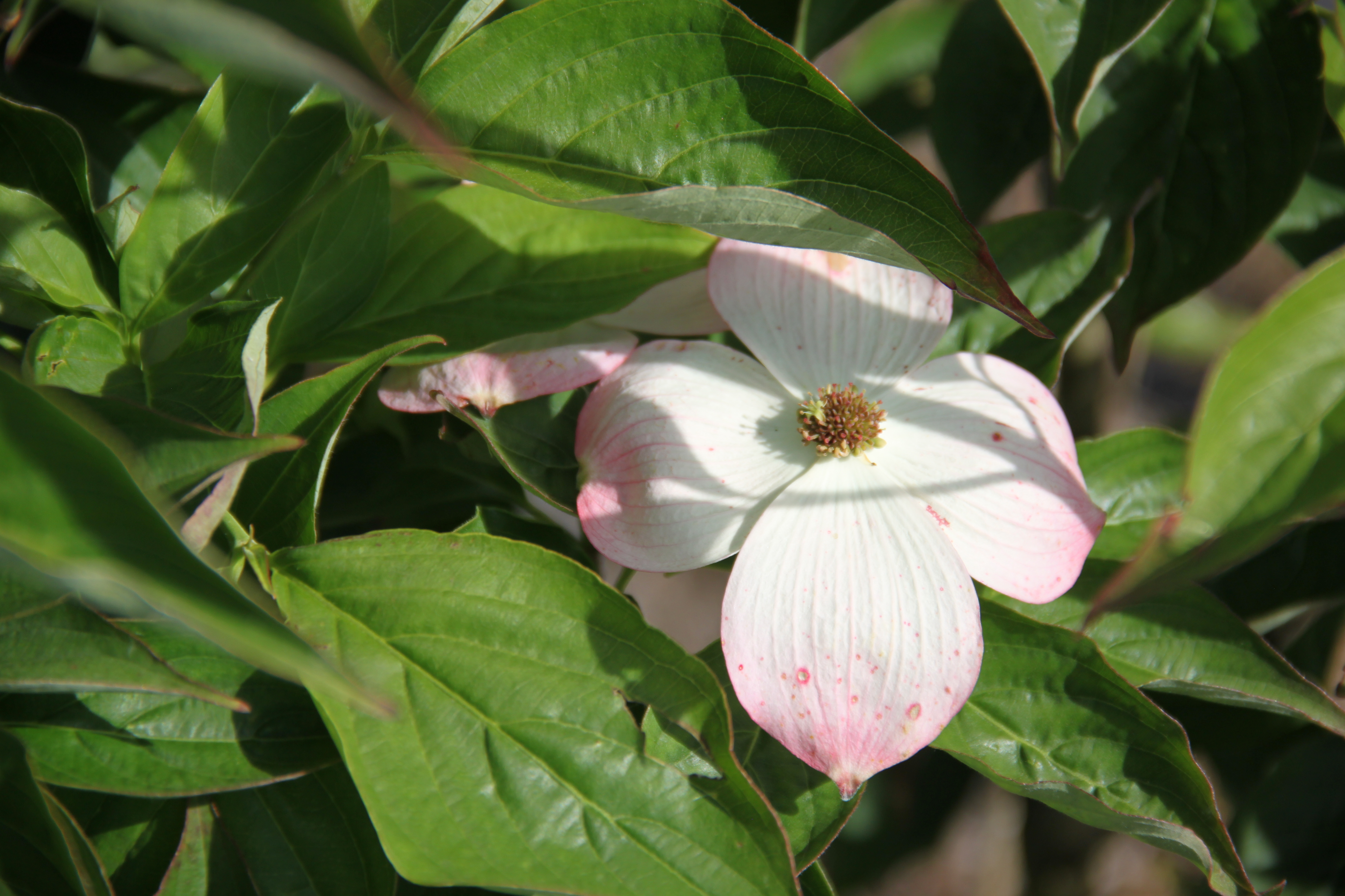 Cornus rutgersensis Stellar Pink