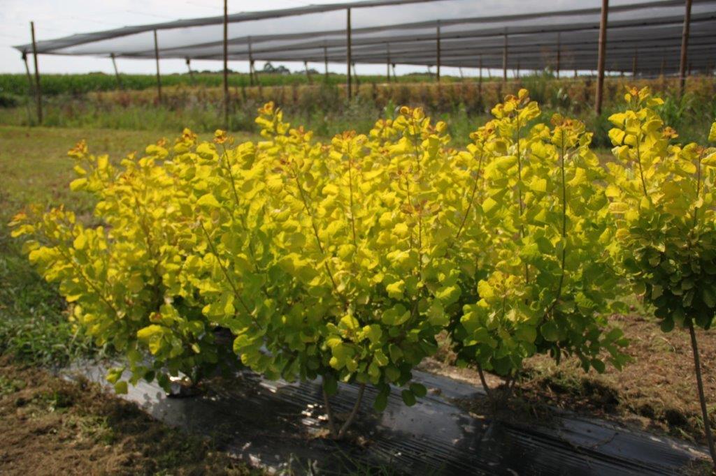 Cotinus coggygria Golden Lady Cotinus coggygria Golden Lady