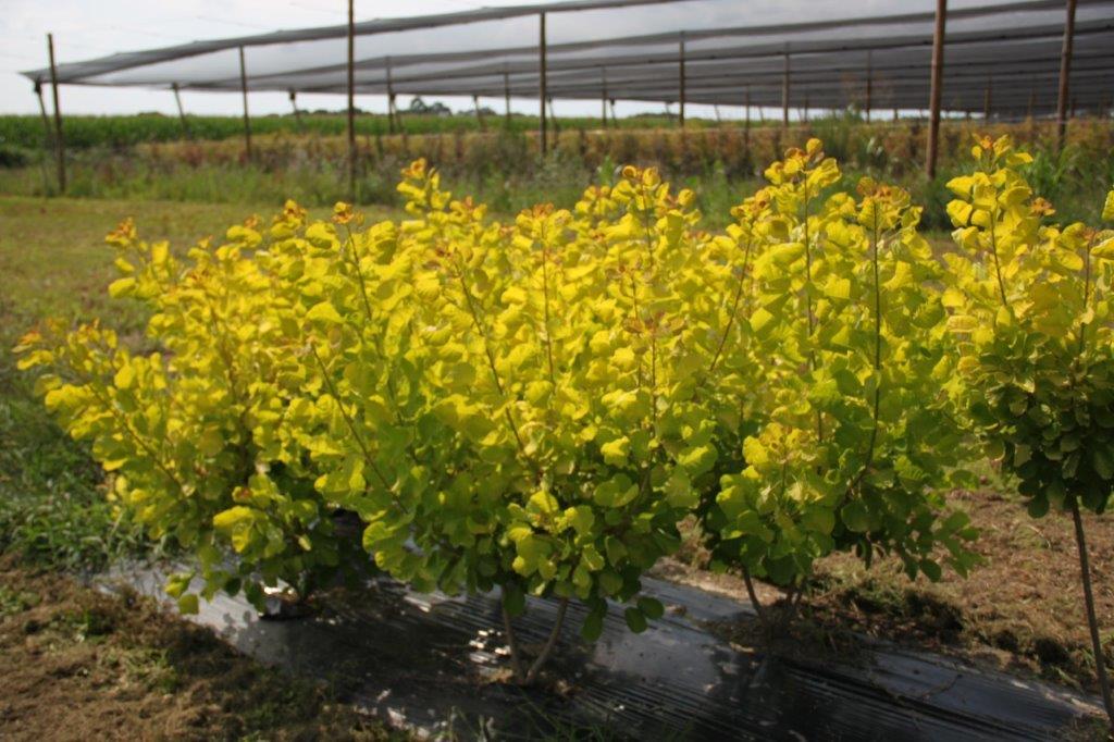 Cotinus coggygria Golden Lady