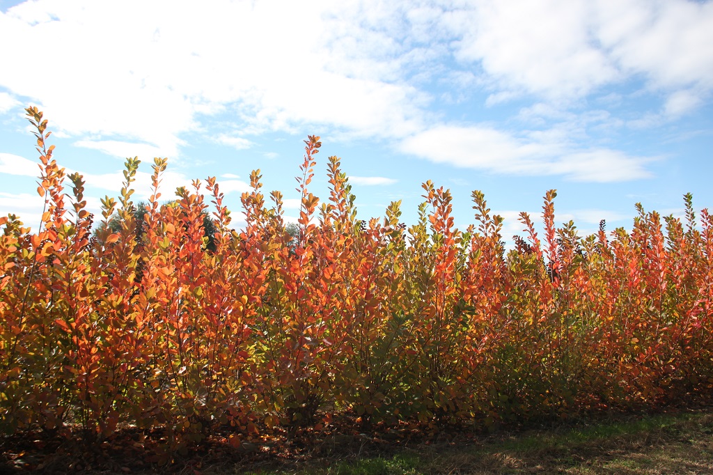 Cotinus coggygria Flame Cotinus coggygria Flame