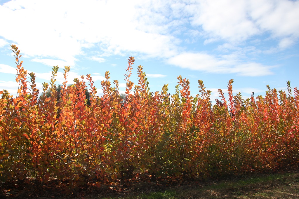 Cotinus coggygria Flame