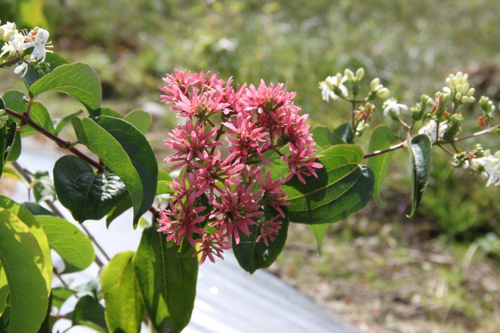 Heptacodium miconioïdes Heptacodium miconioïdes
