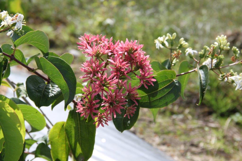 Heptacodium miconioïdes