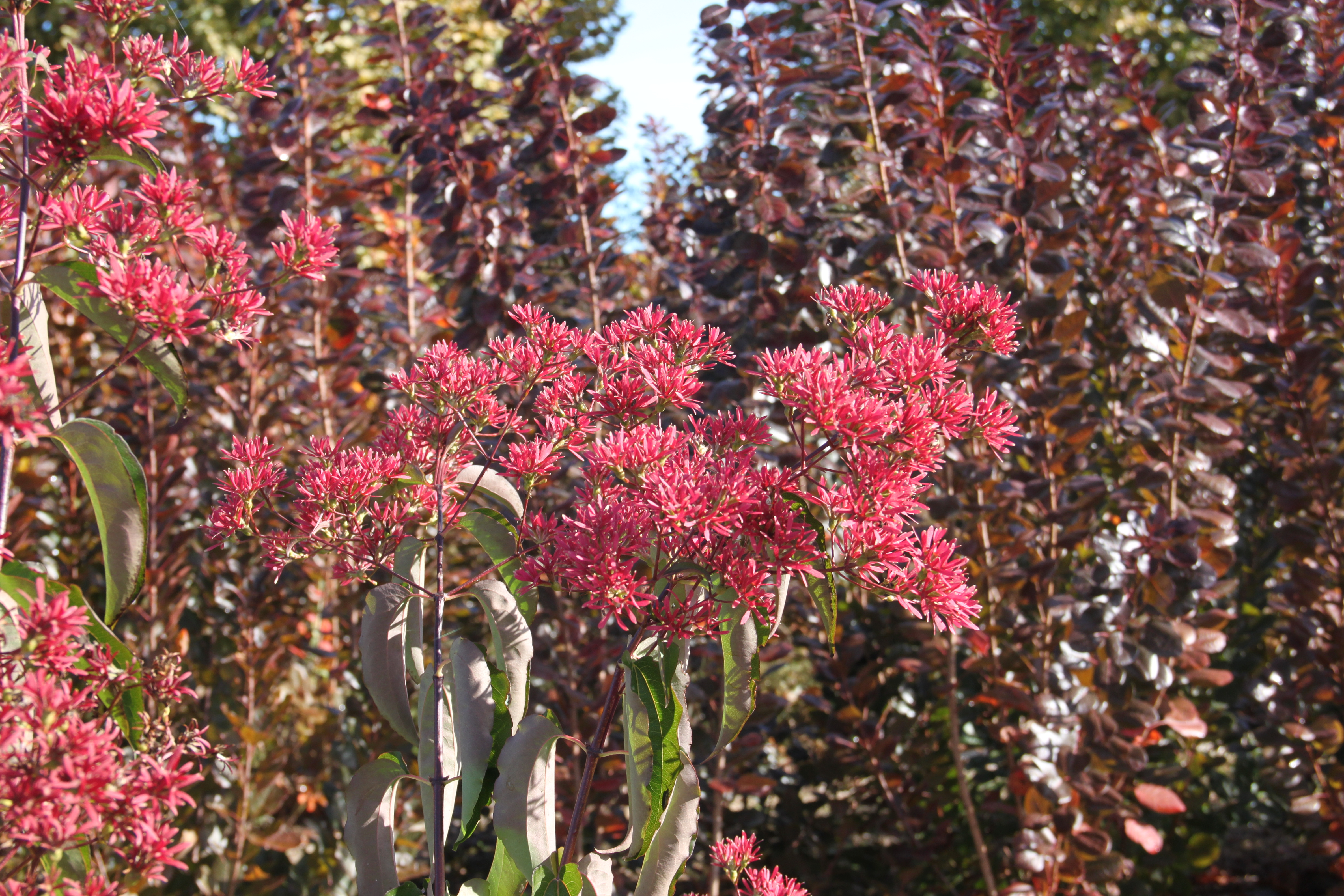 Heptacodium miconioïdes Tianshan