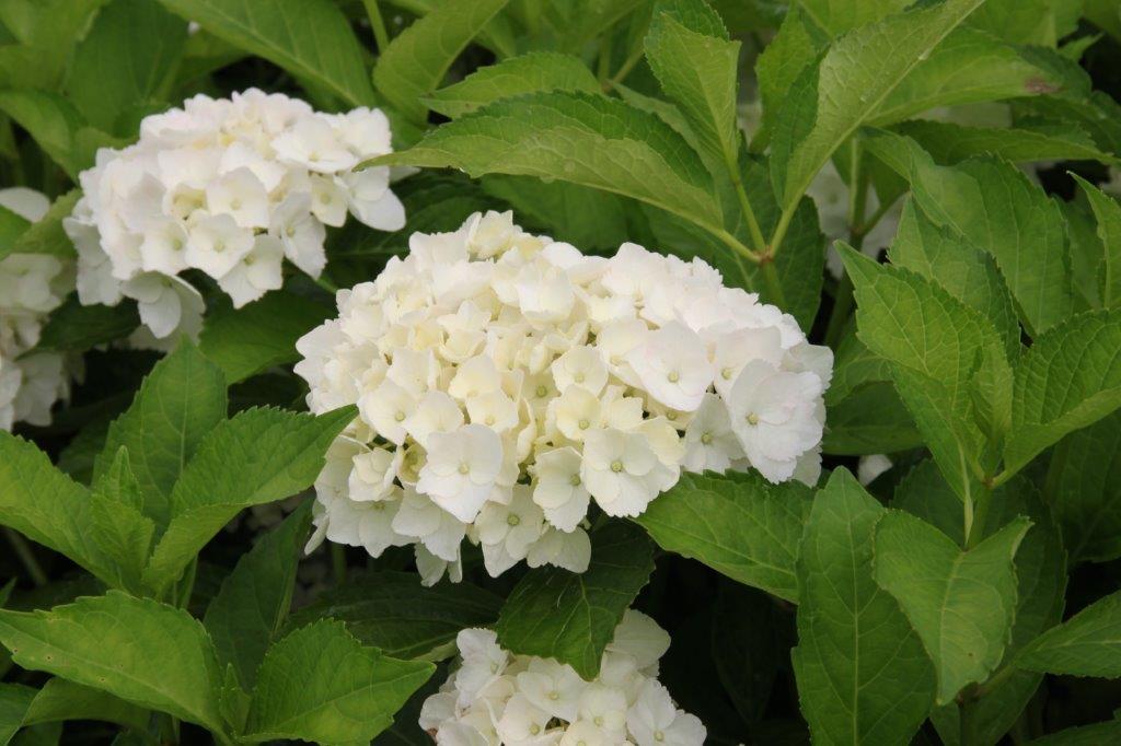 Hydrangea Mme Emile Mouillère Hydrangea Mme Emile Mouillère