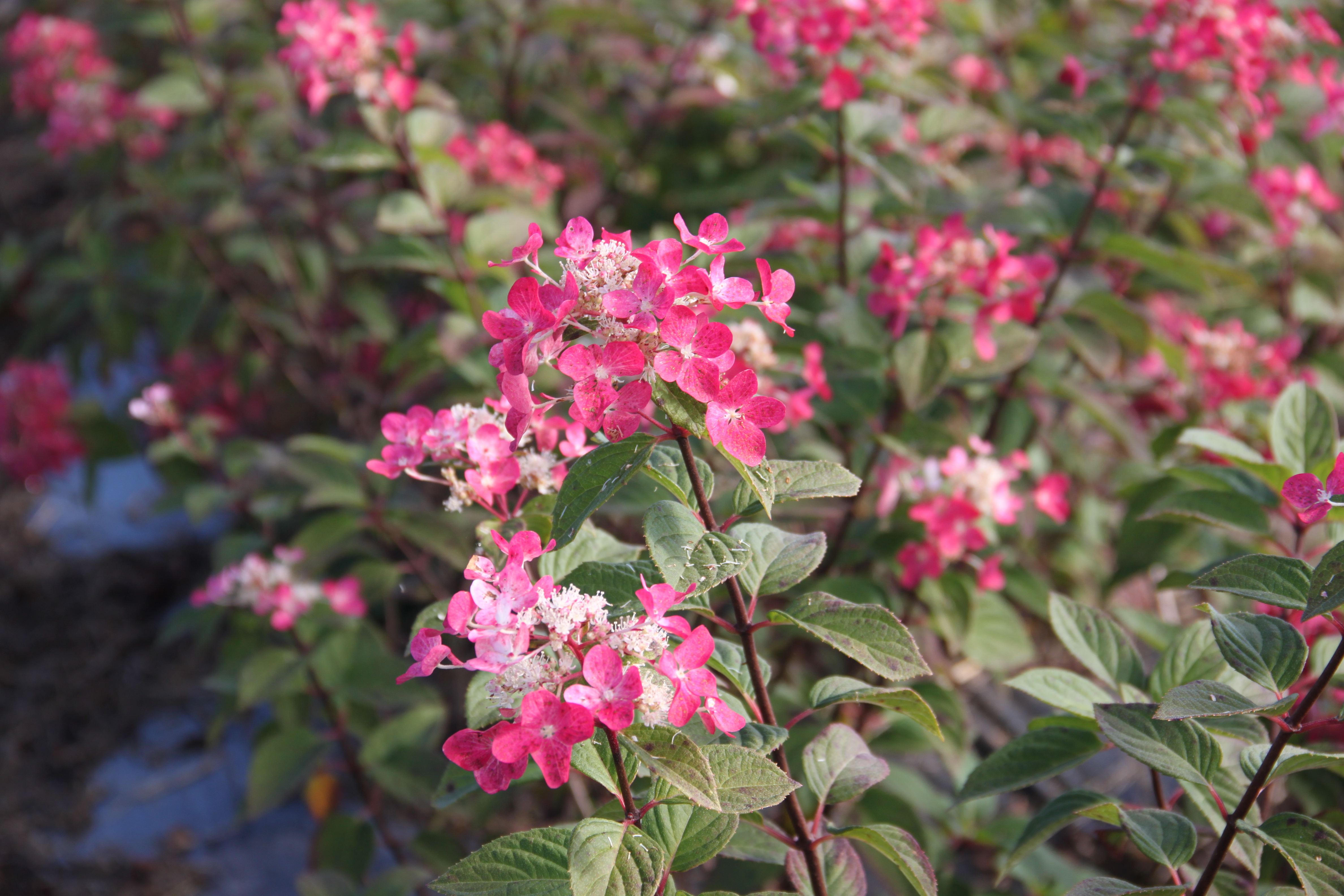 Hydrangea Diamant Rouge®