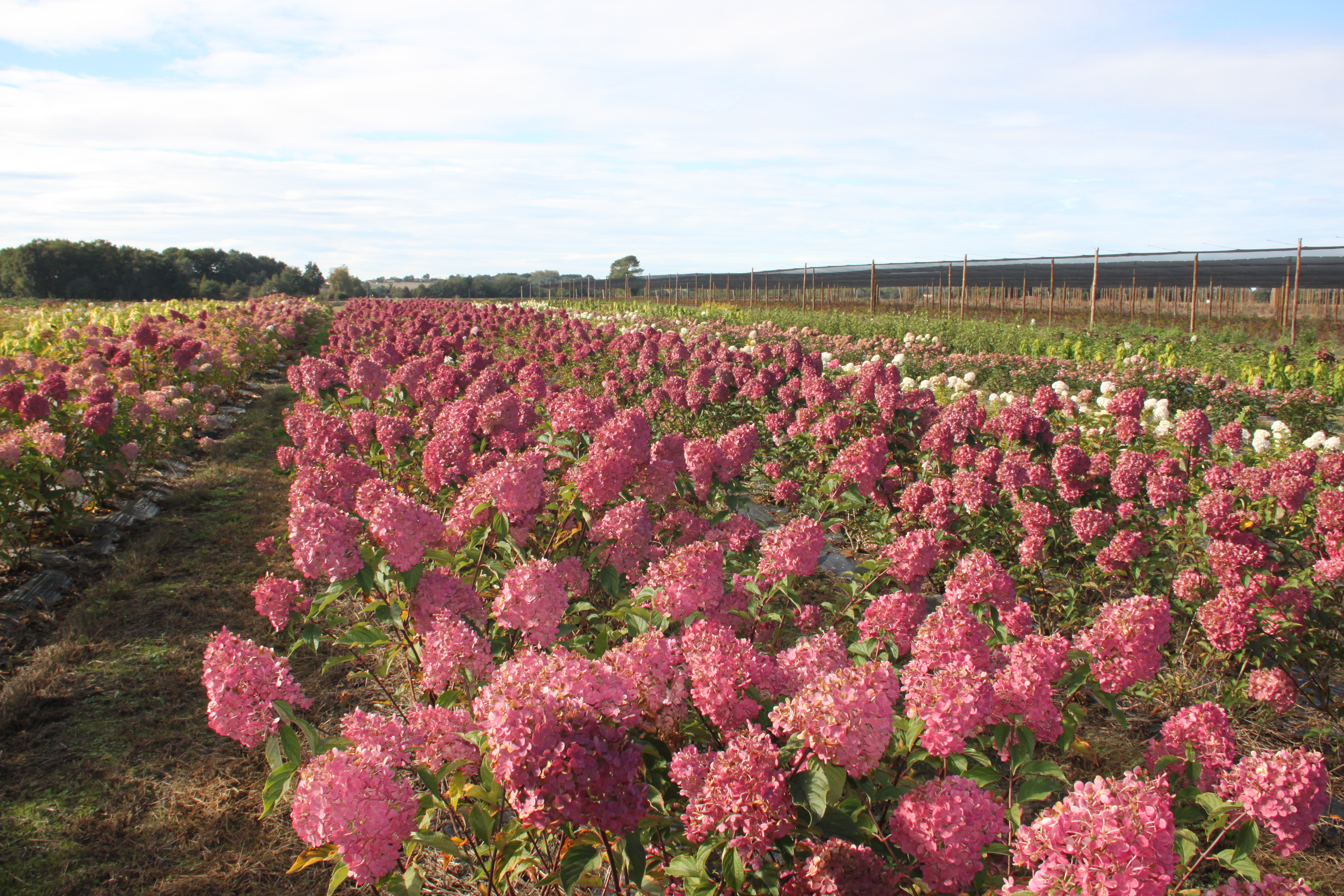 Hydrangea Sundae Fraise®