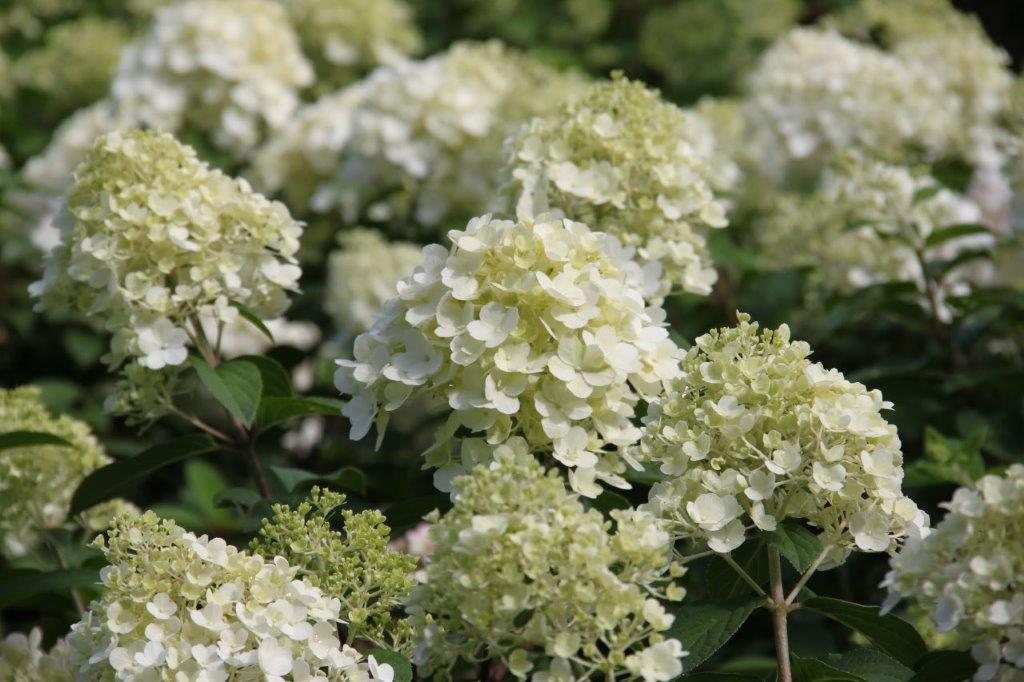 Hydrangea paniculata Bobo