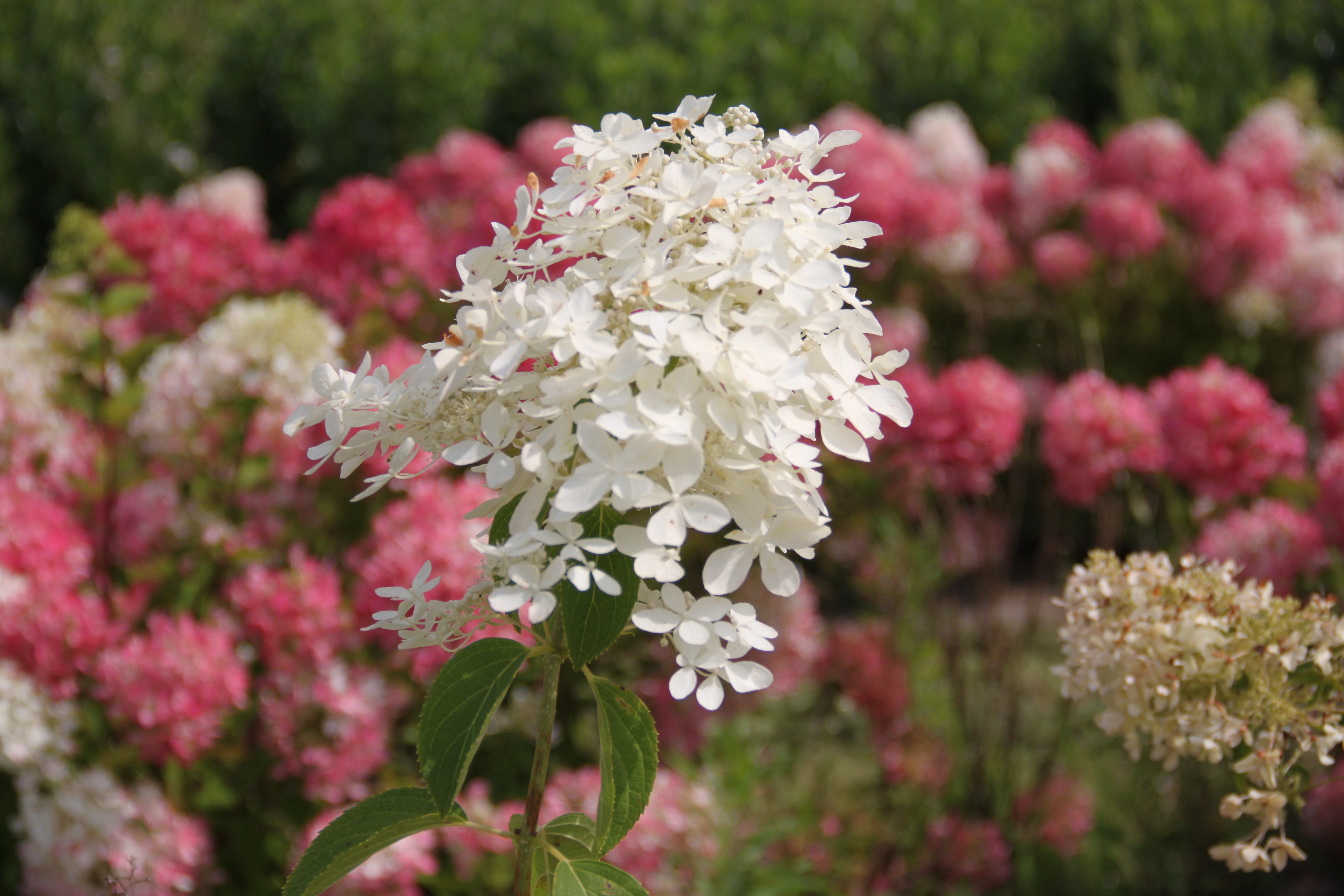 Hydrangea Dentelle de Gorron® Hydrangea Dentelle de Gorron®