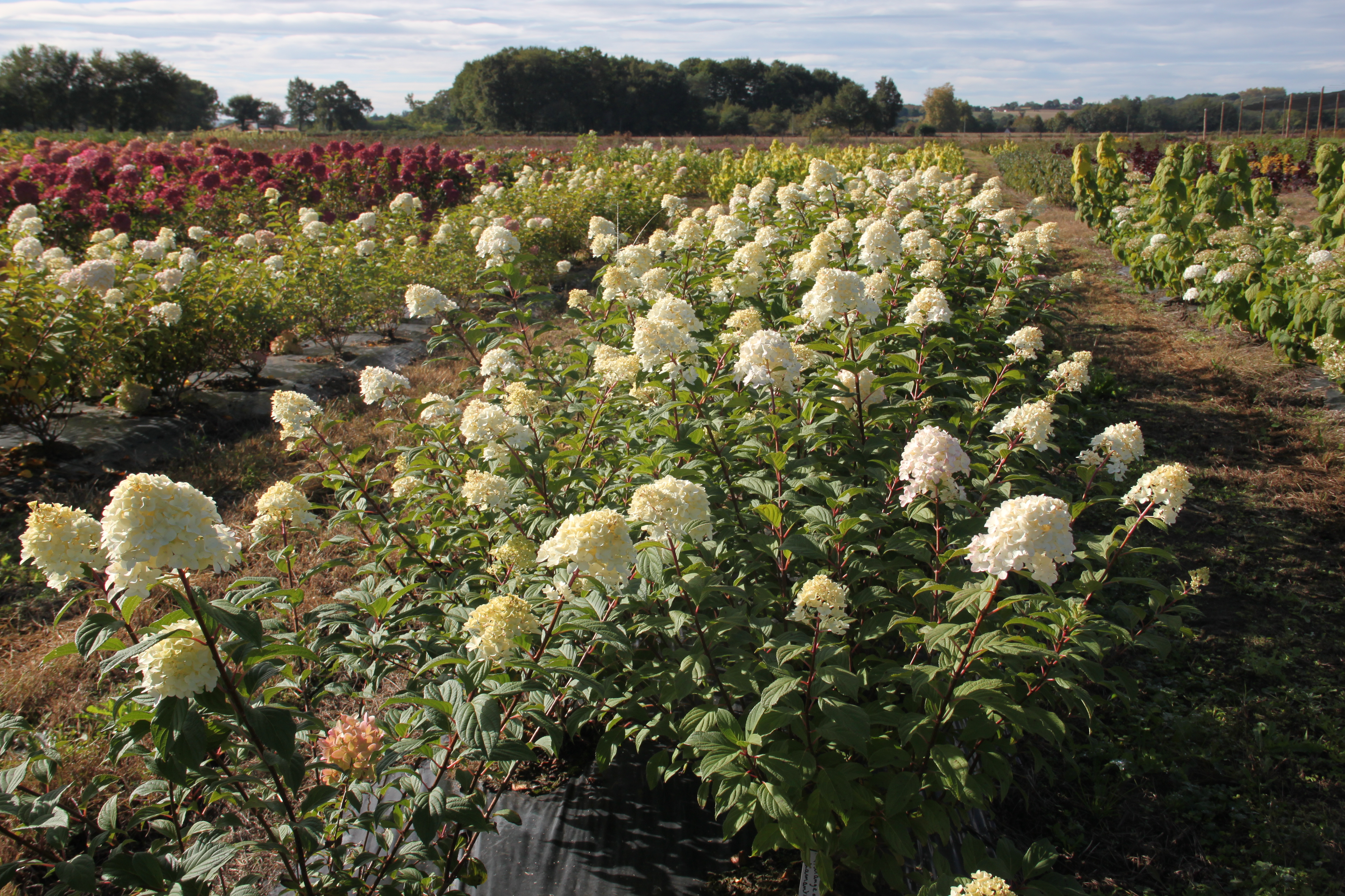 Hydrangea Diamantino® Hydrangea Diamantino®