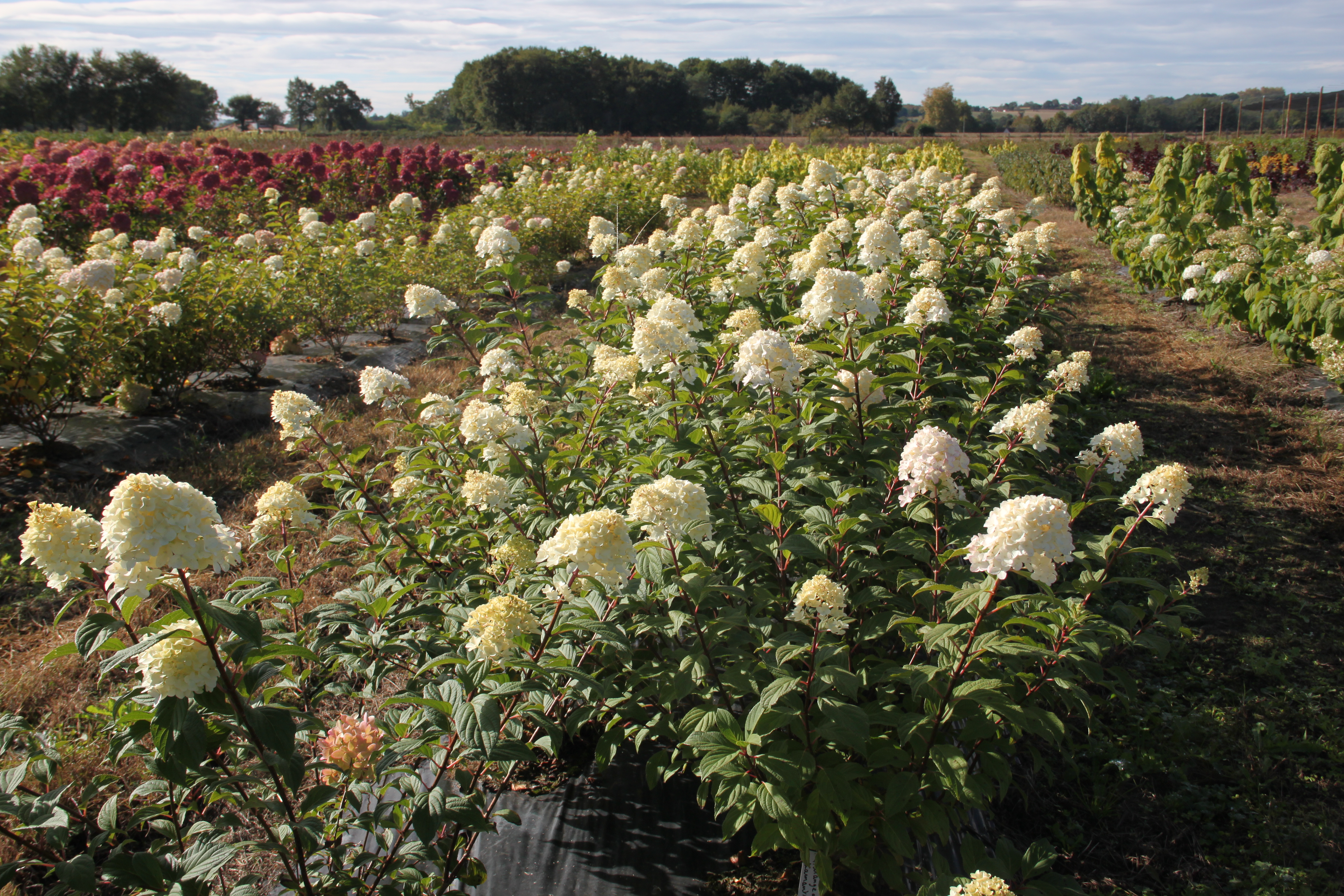 Hydrangea Diamantino®