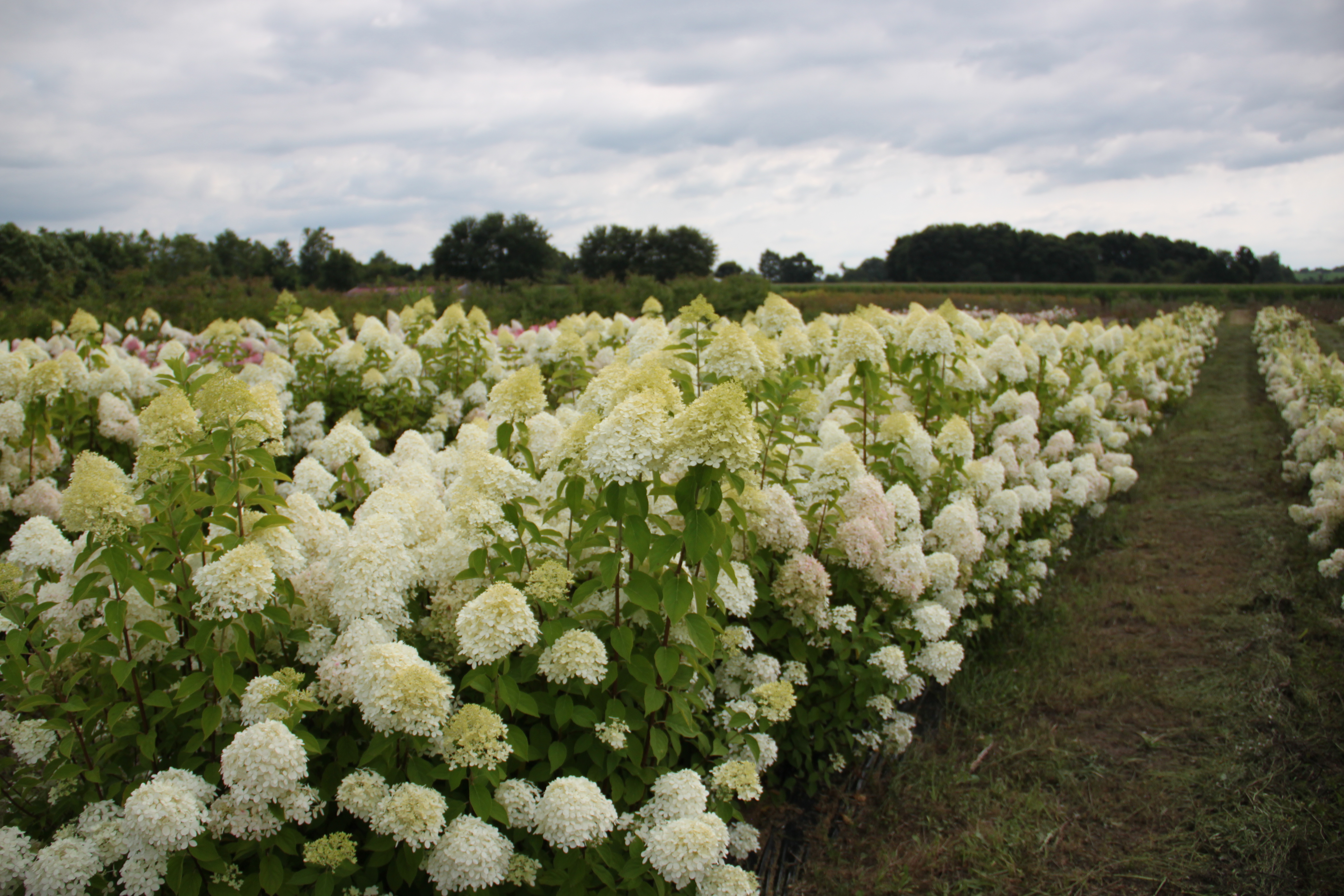 Hydrangea Limelight Hydrangea Limelight