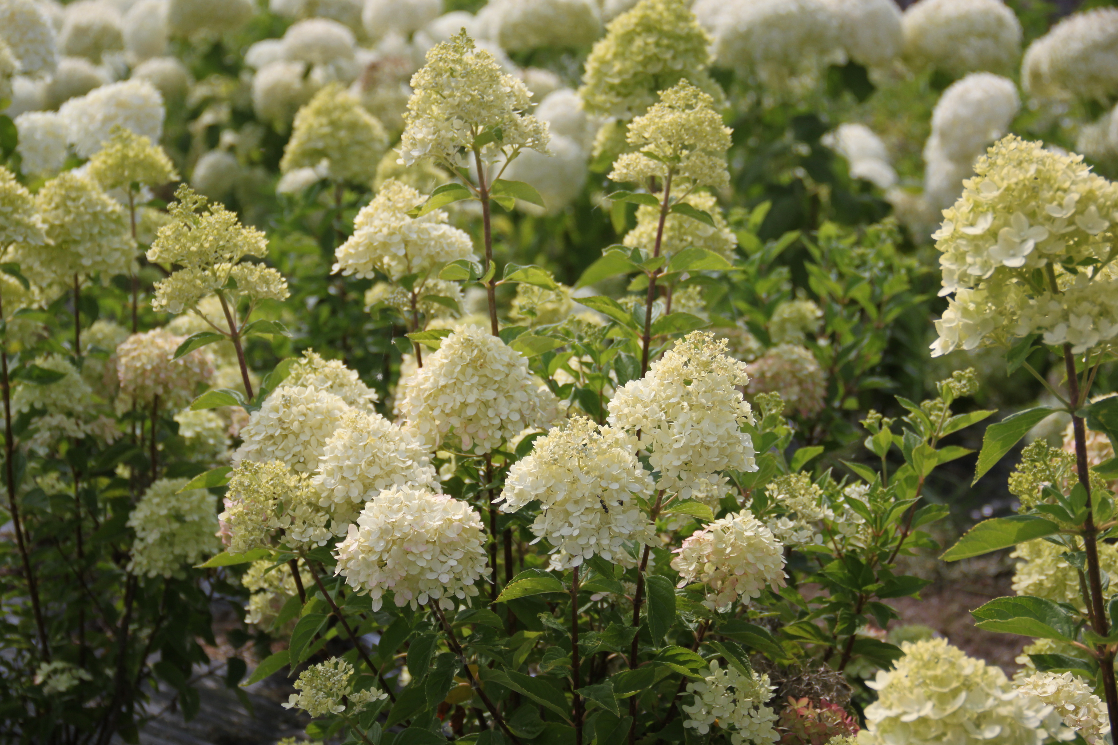 Hydrangea Little Lime® Hydrangea Little Lime®