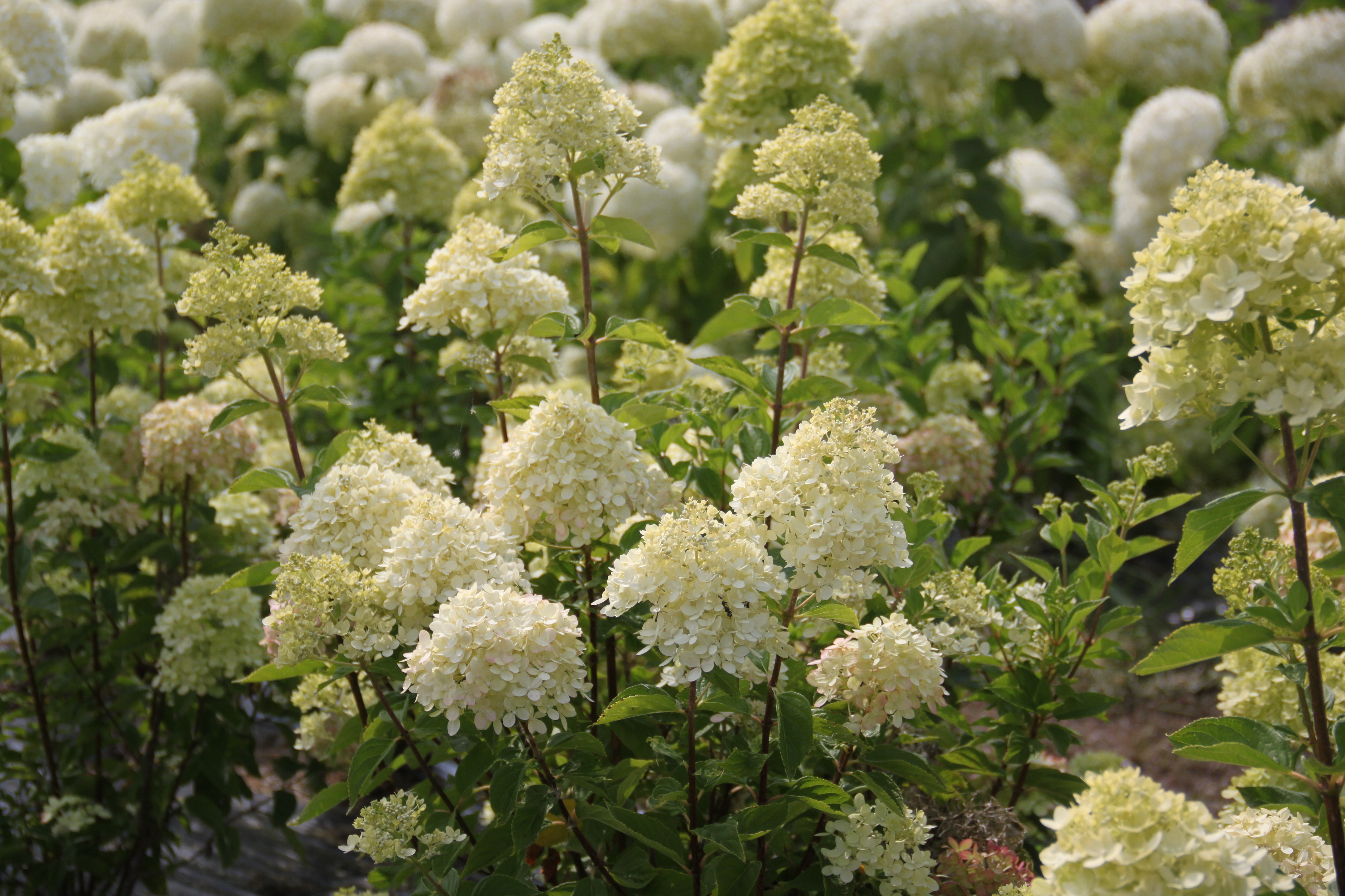 Hydrangea Little Lime®