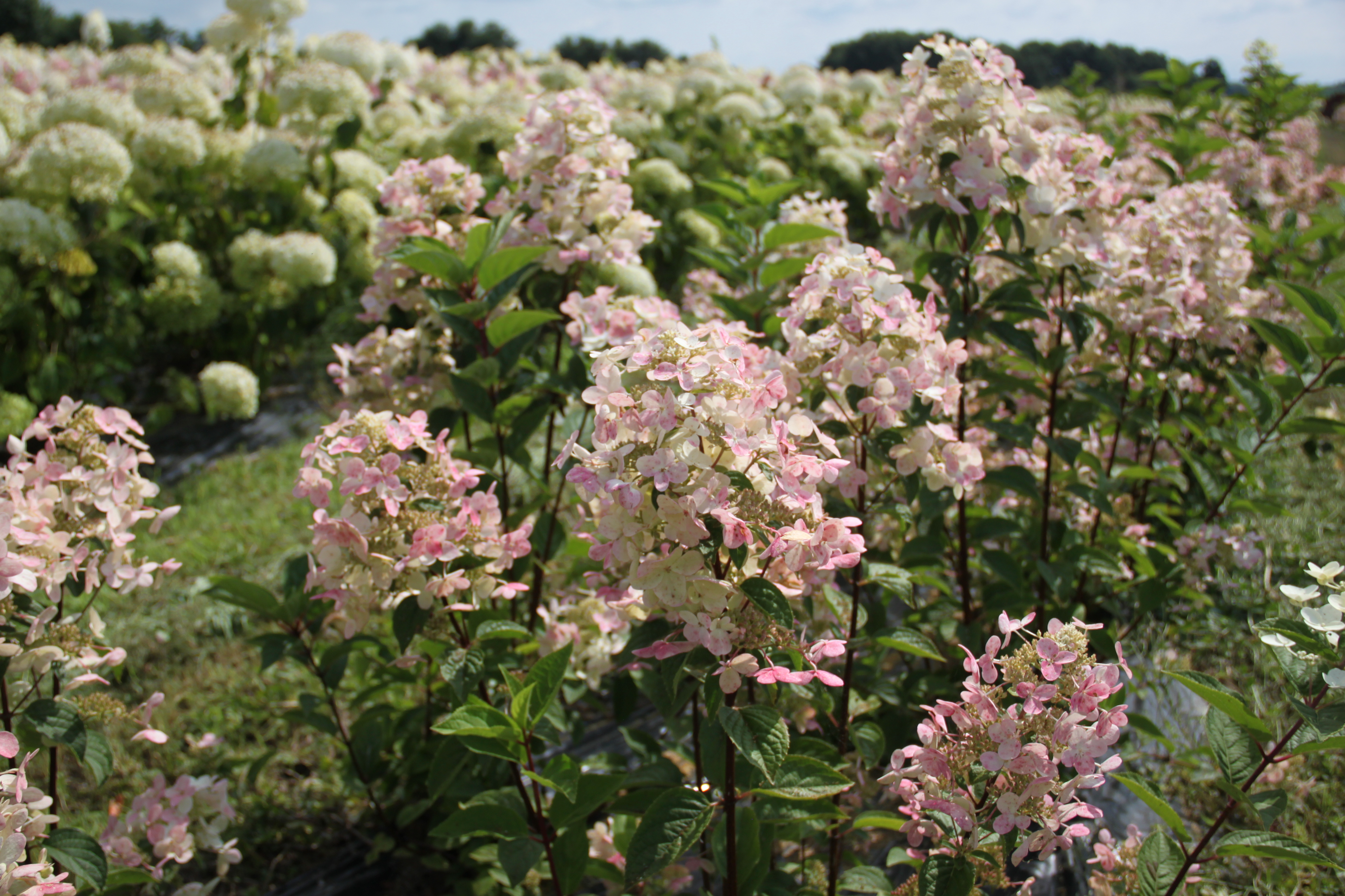 Hydrangea Pastel Green®