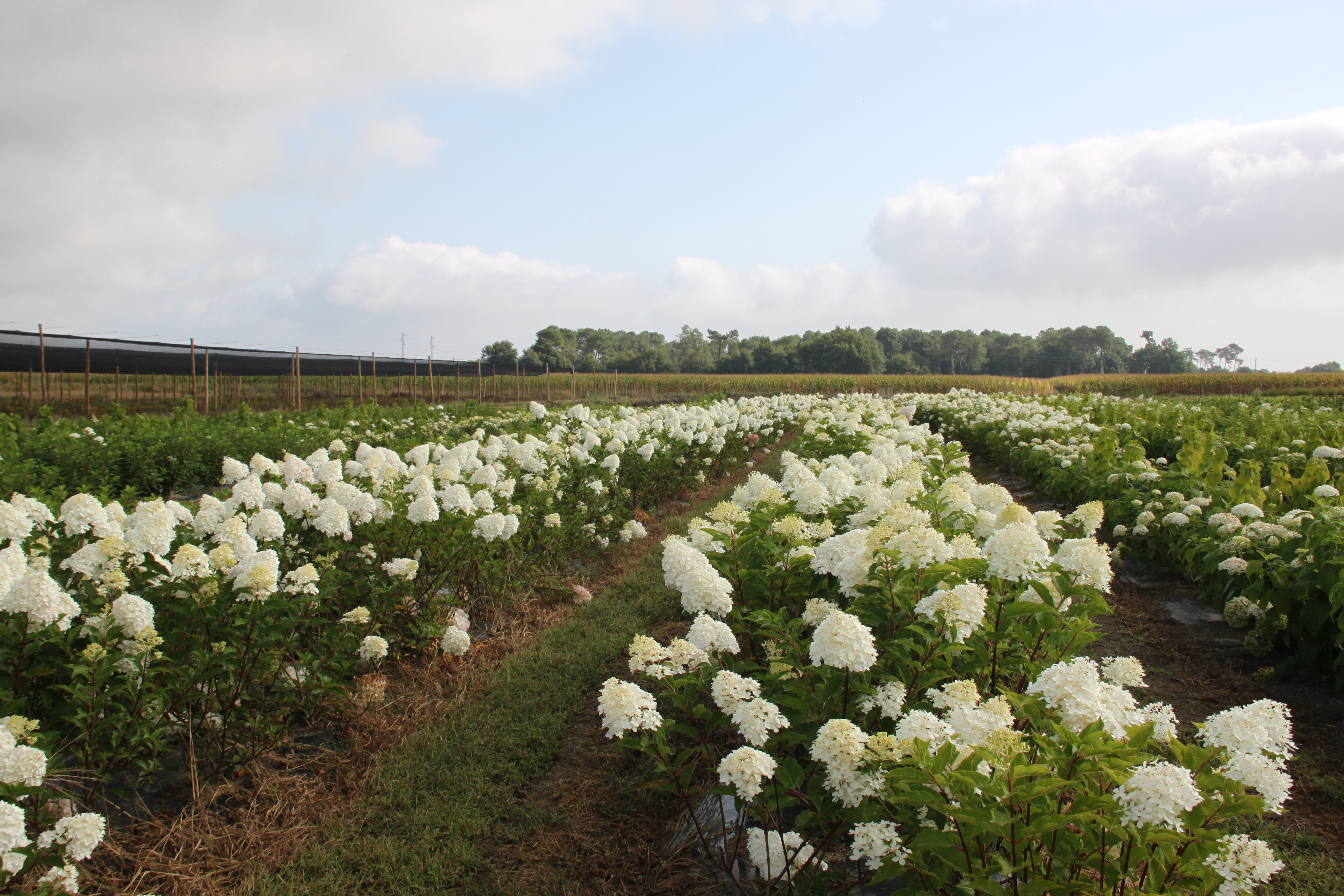 Hydrangea Phantom