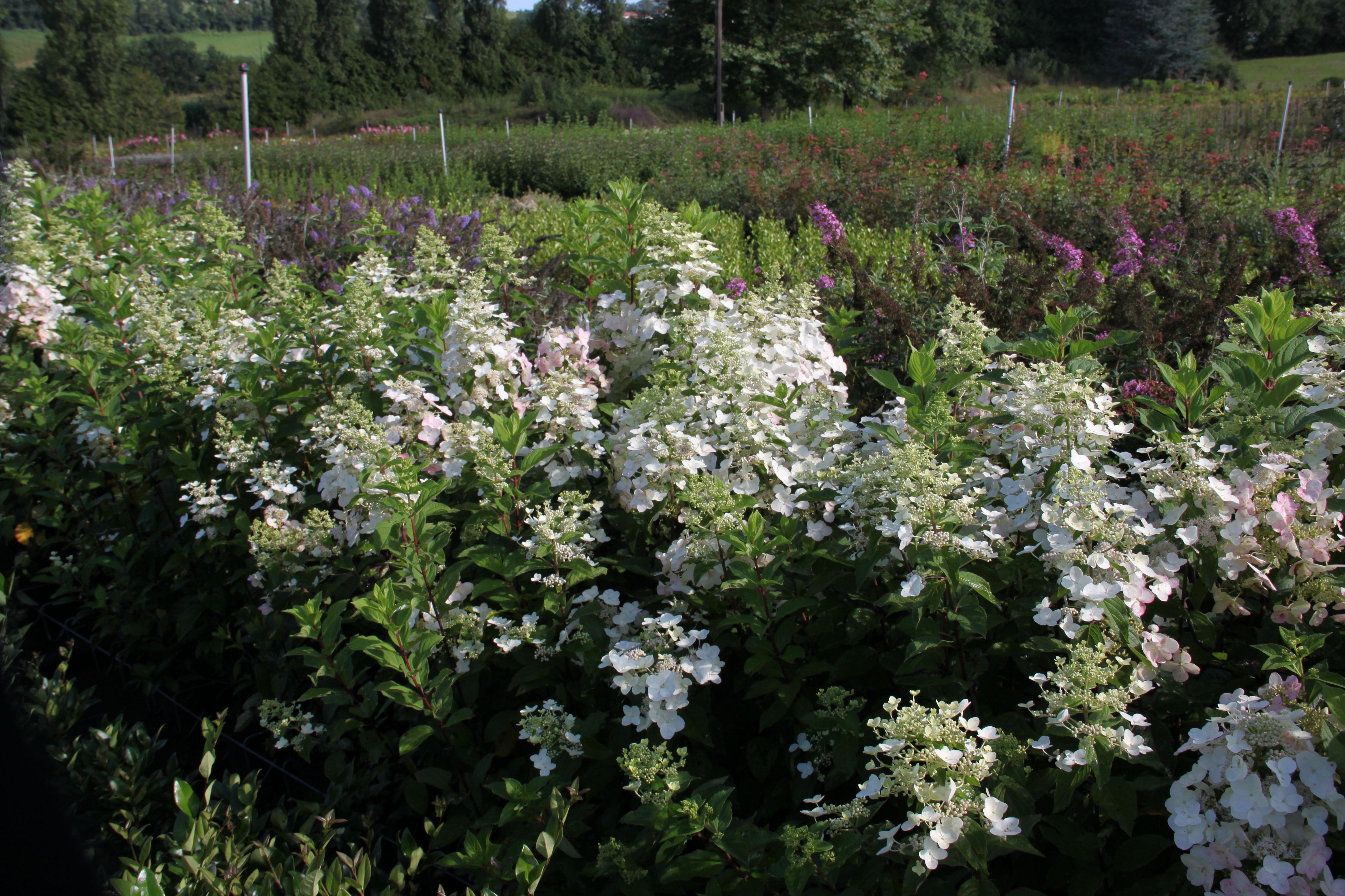 Hydrangea Unique