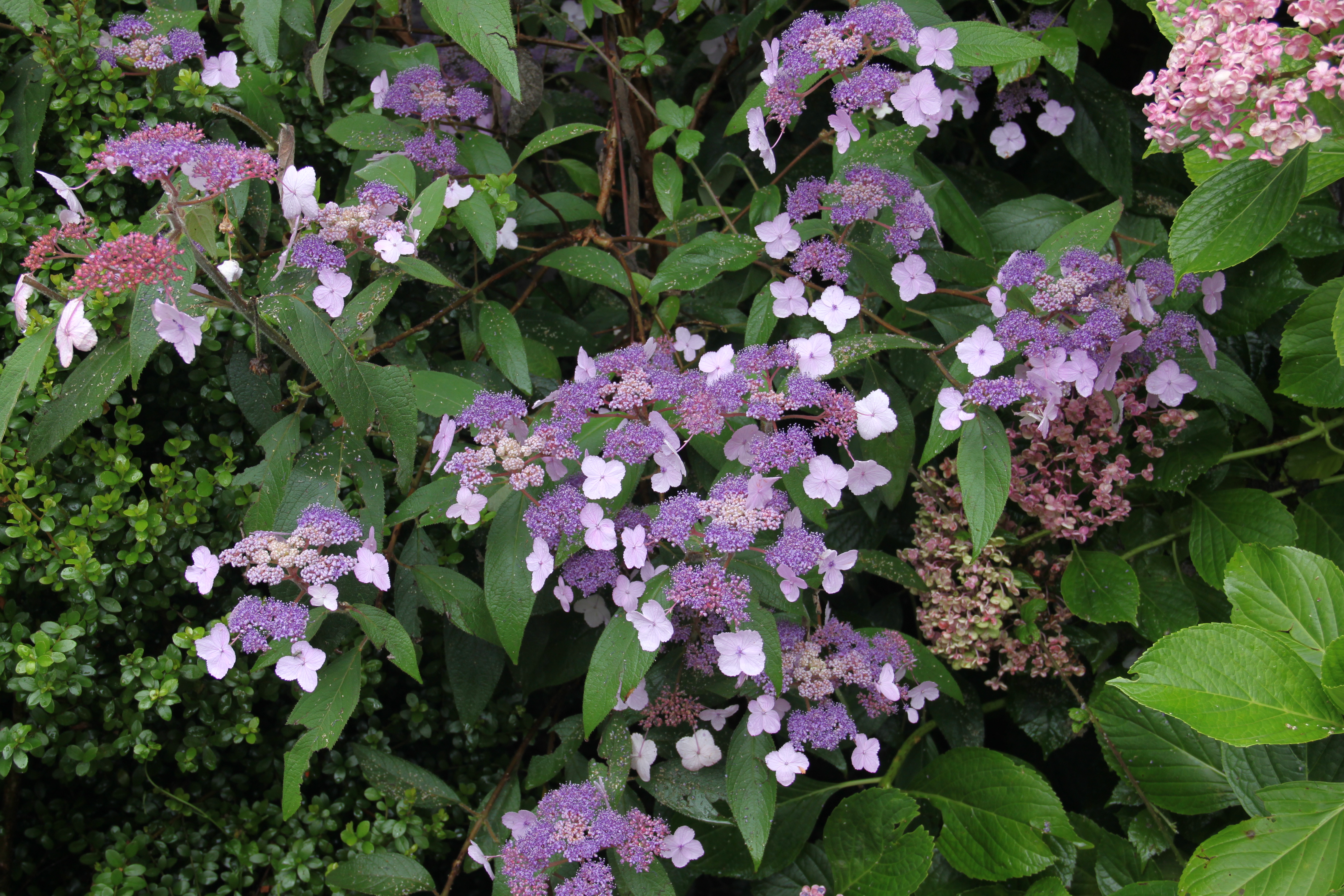 Hydrangea Villosa Hydrangea Villosa