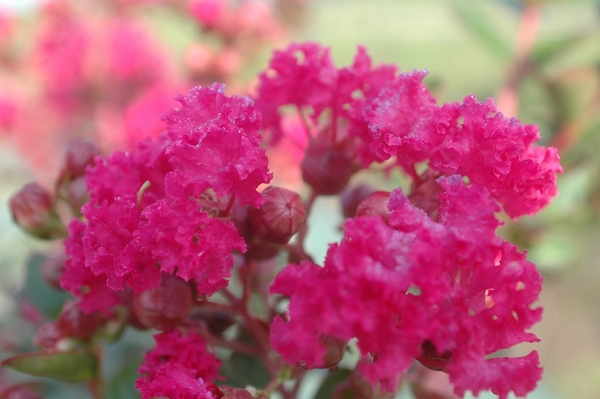 Lagerstroemia Fuchsia d’été Lagerstroemia Fuchsia d’été