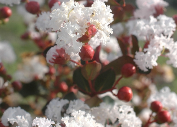 Lagerstroemia Neige d’été Lagerstroemia Neige d’été