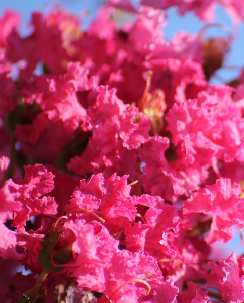 Lagerstroemia Rose fuchsia Lagerstroemia Rose fuchsia
