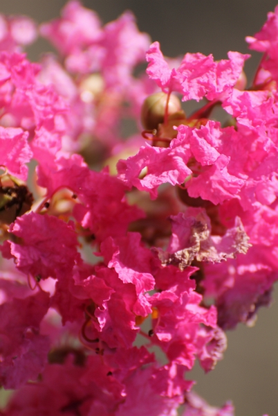 Lagerstroemia Rose indien