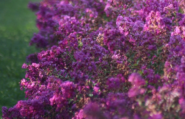 Lagerstroemia Violet d’été Lagerstroemia Violet d’été