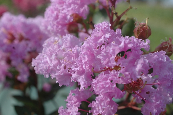 Lagerstroemia Camaieu d’été Lagerstroemia Camaieu d’été