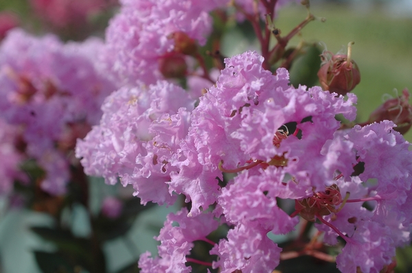 Lagerstroemia Camaieu d’été