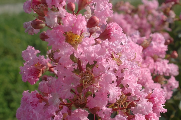 Lagerstroemia Rose thé