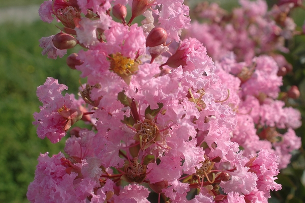 Lagerstroemia Rose Thé Lagerstroemia Rose Thé