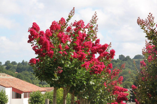 Lagerstroemia Braise d’été ® Lagerstroemia Braise d’été ®