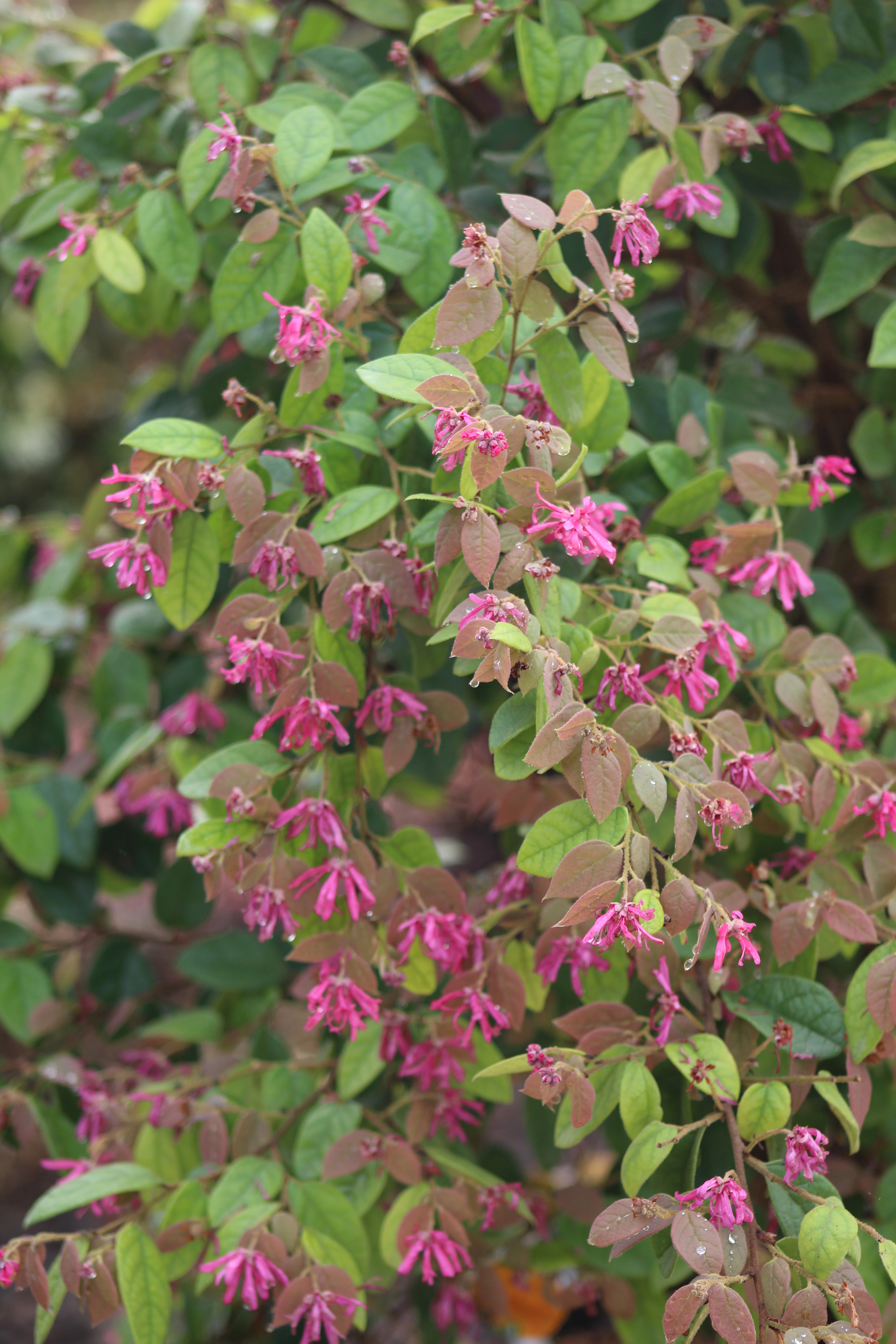 Loropetalum chinense Daybreak’s Flame Loropetalum chinense Daybreak’s Flame