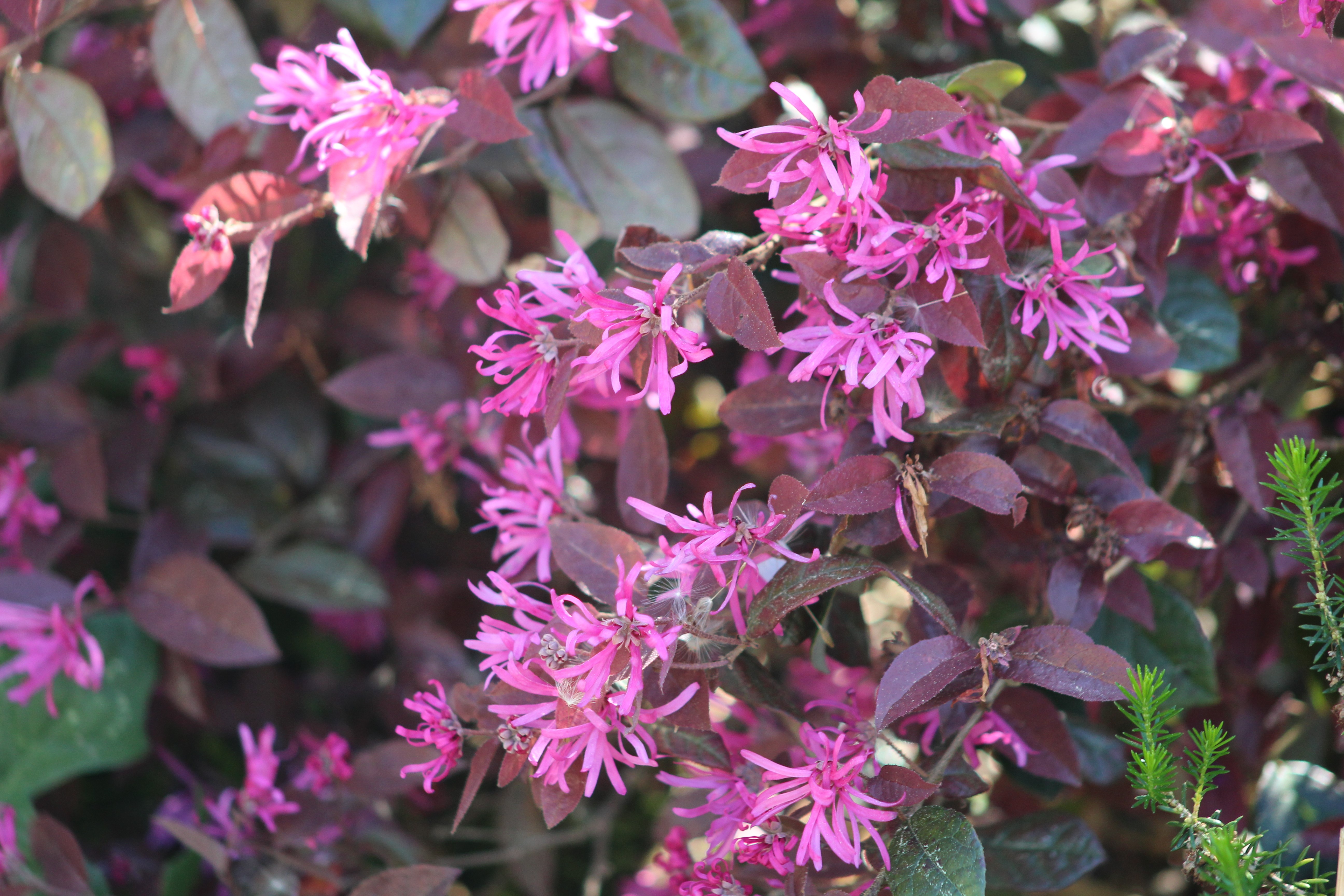 Loropetalum chinense Fire Dance Loropetalum chinense Fire Dance