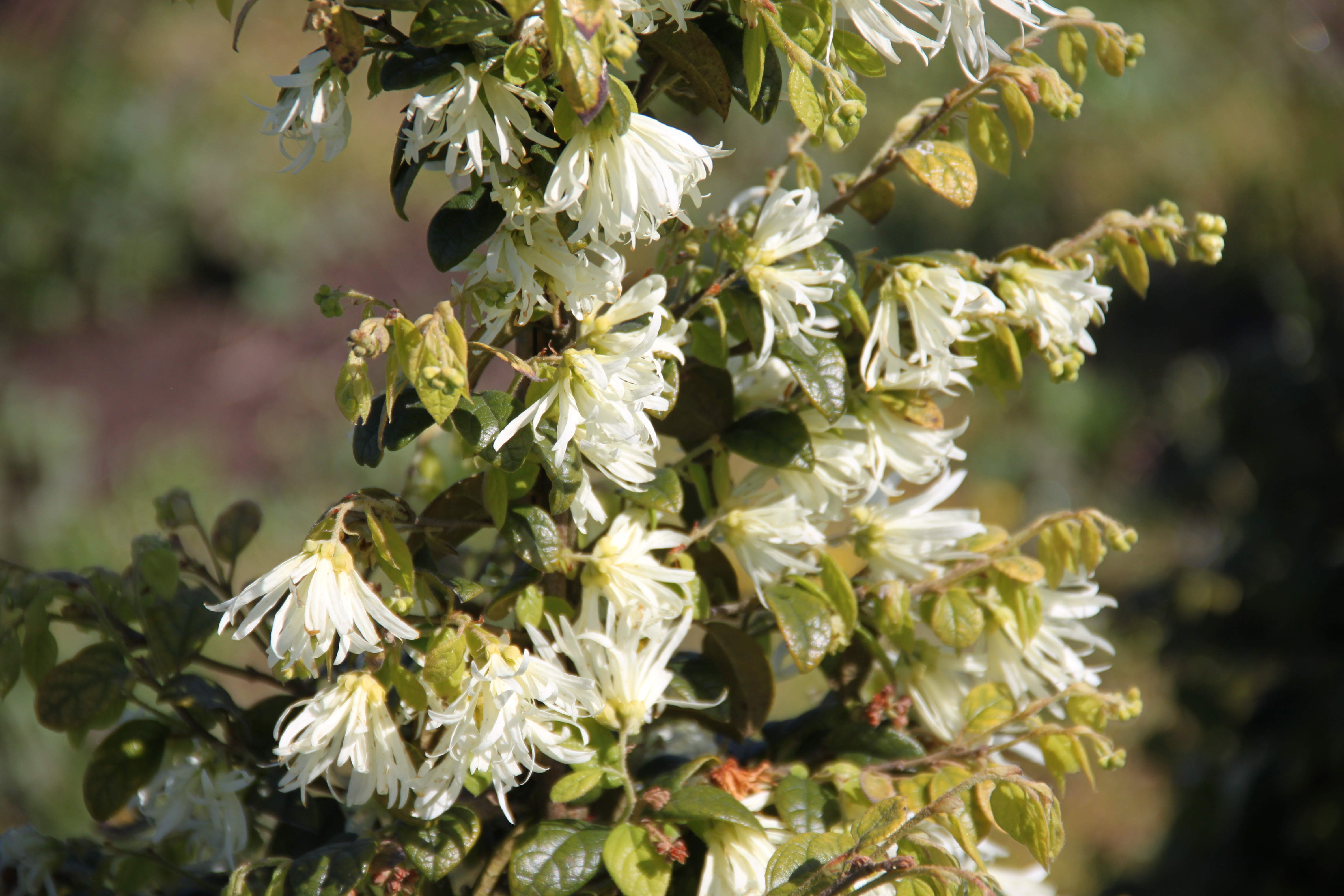 Loropetalum chinense Loropetalum chinense