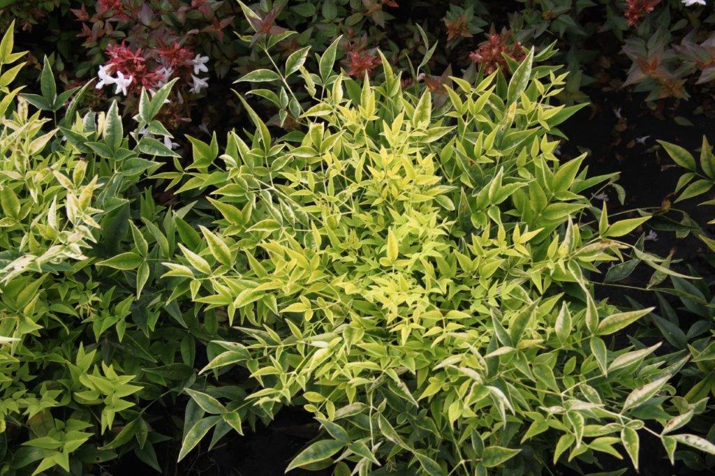 Nandina domestica Magical® Lemon Lime